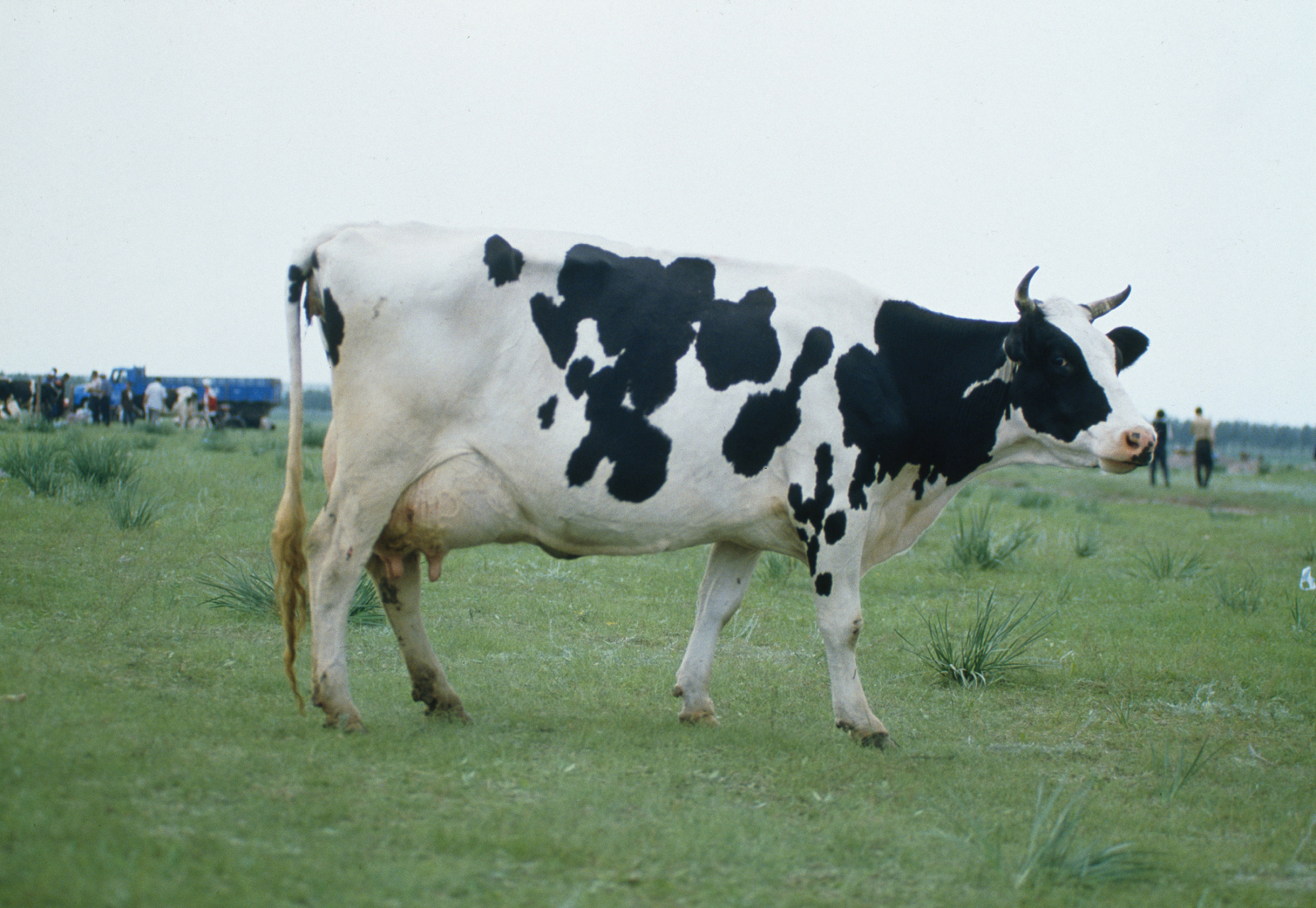 虽然奶牛的角相对较小,但仍然是有效的防御武器.