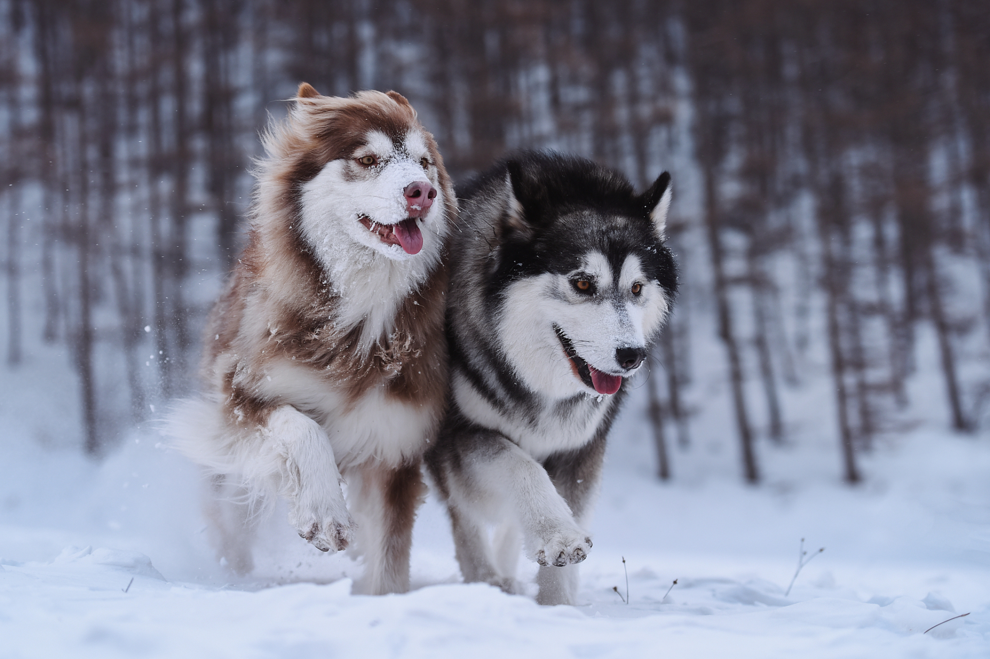 温州女子遭狗咬脸,医生缝500多针救回一命 近日