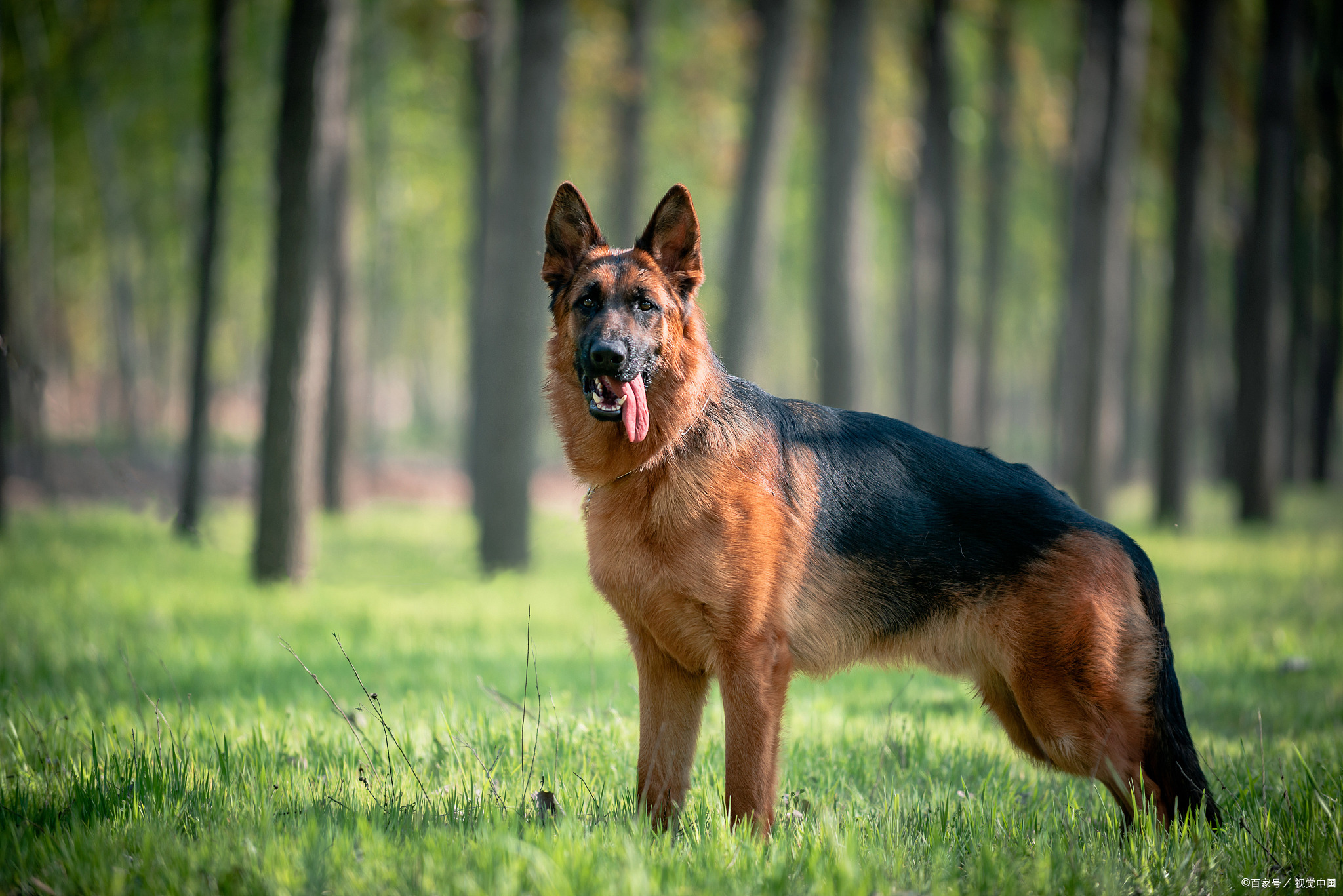 江苏德牧犬舍图片