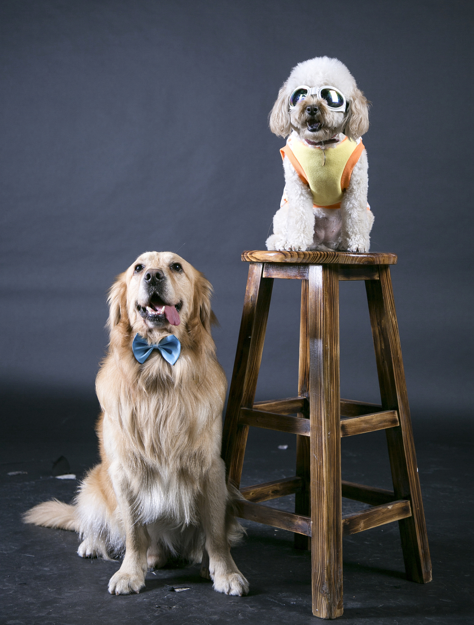 金毛与泰迪混血后代结合了两种犬种的优点,体型中等,适合城市与乡村