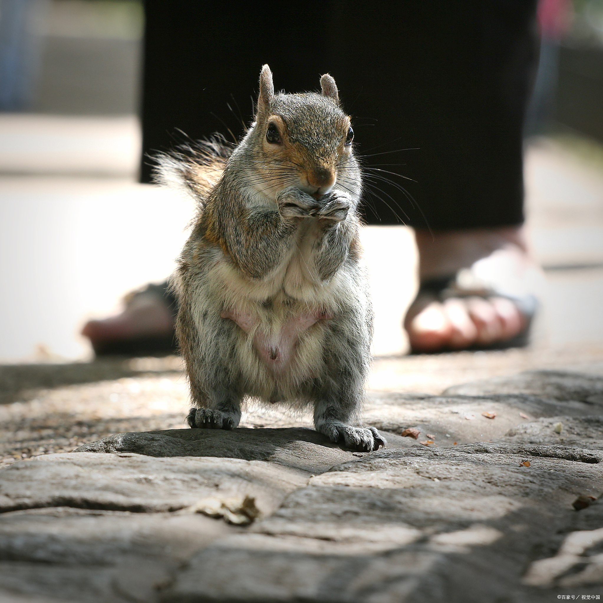 负鼠兽，负鼠兽的进化流程