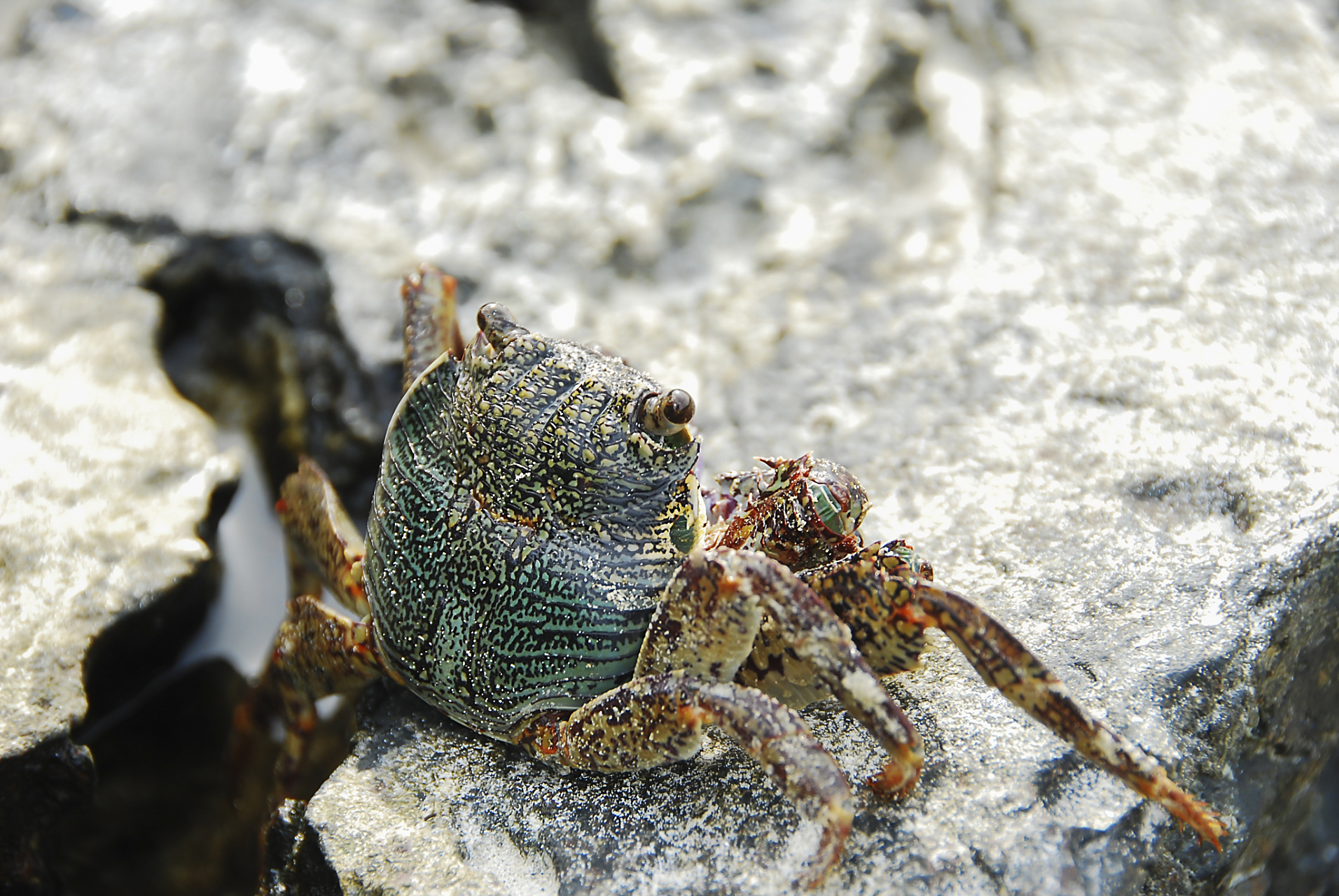 螃蟹里的正直爱洁蟹,花纹爱洁蟹,铜铸熟若蟹(剧毒)等一批都是有毒的.