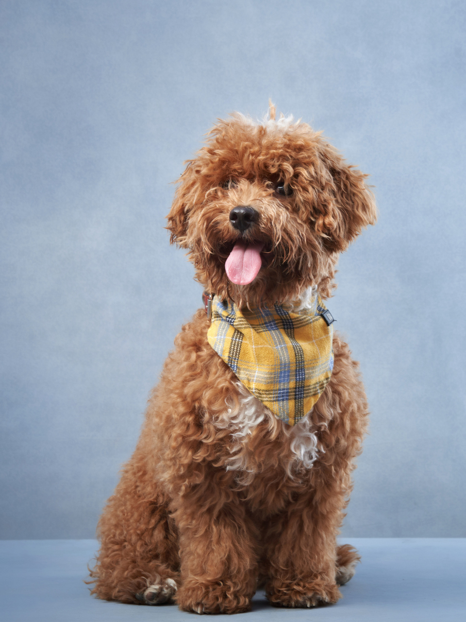 大泰迪是玩具贵宾犬家族的一员,体型较大但体重控制在6-9公斤.