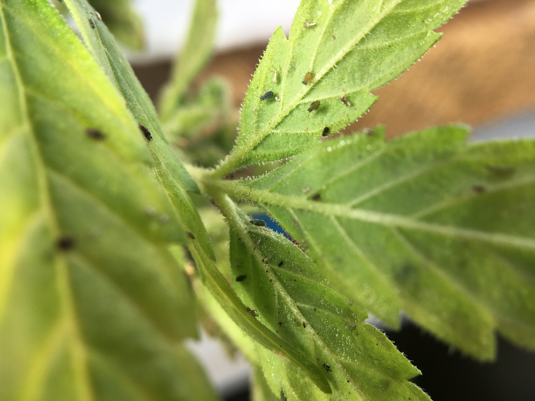 及时清理花园,花盆,叶面等地方的落叶,杂草和死枝等,减少蓟马栖息的