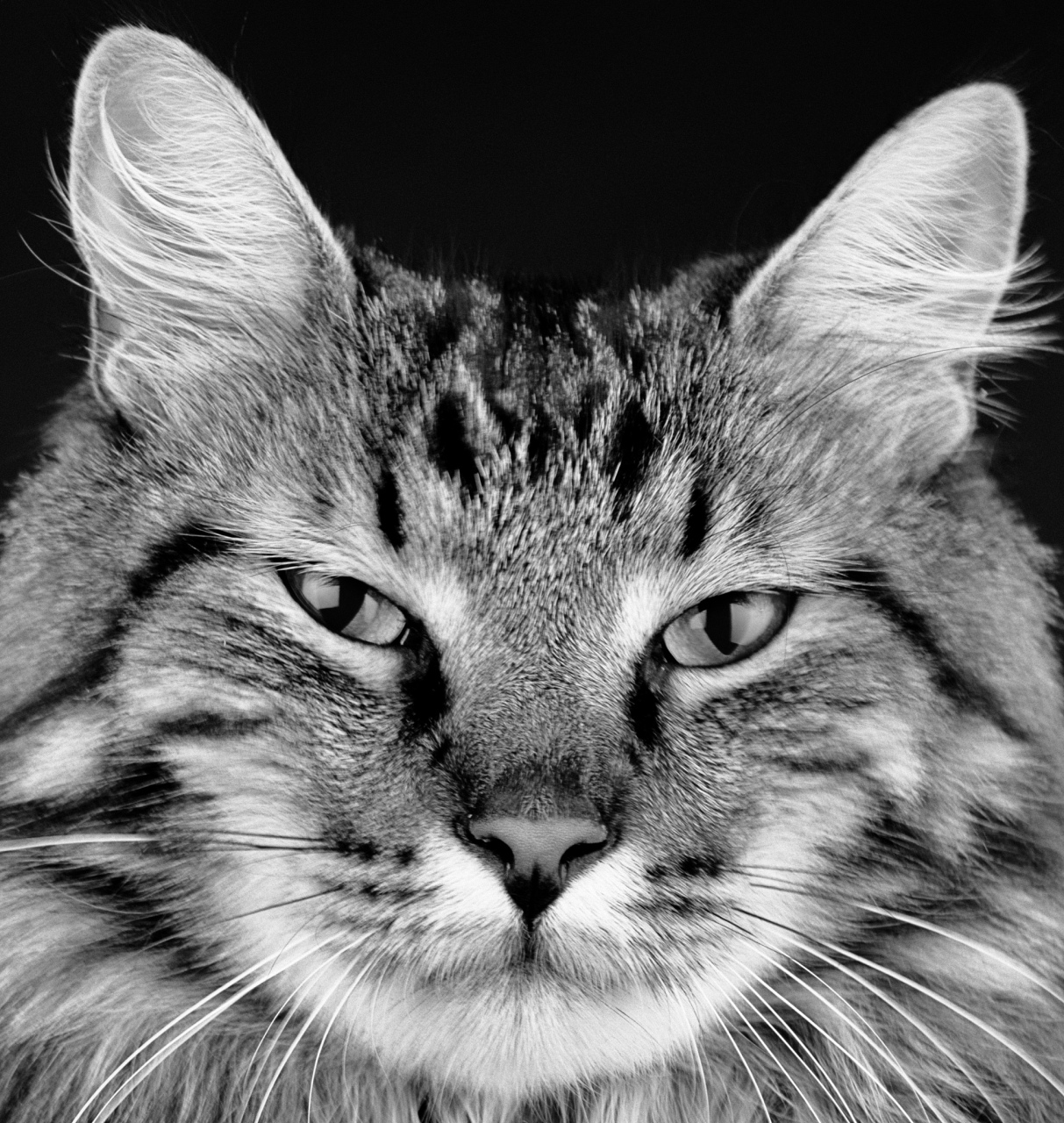 大家好,今天我要与大家分享关于如何让你的猫咪成为真正的"霸道酌裁