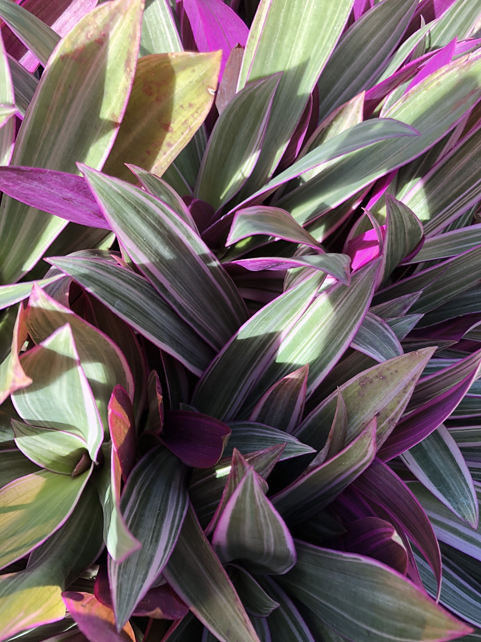 盆栽紫背万年青生长期较长,一般为3年左右