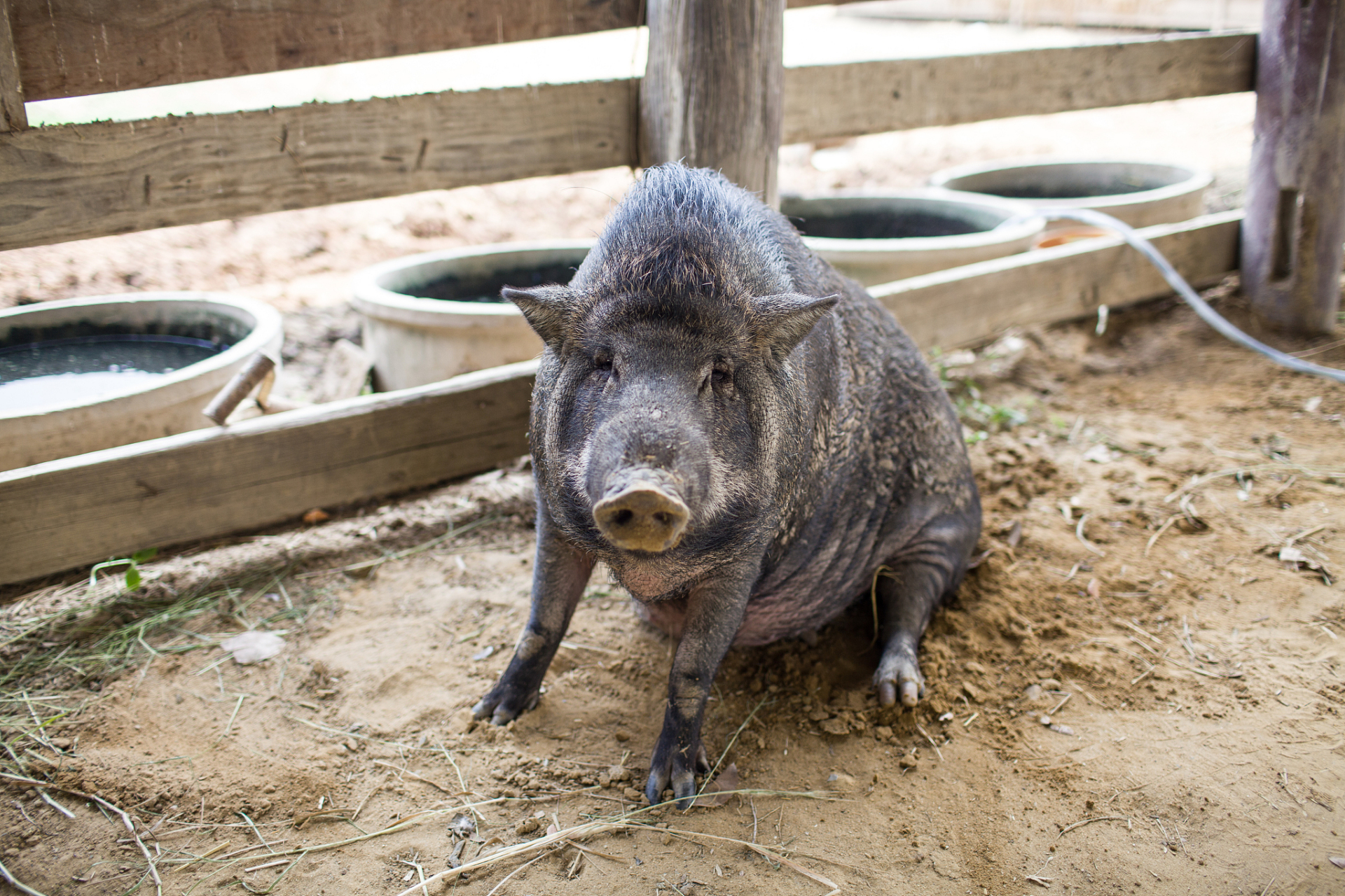 近日,广东深圳一景区野猪被游客近距离拍摄并投喂成"网红猪",引发热议