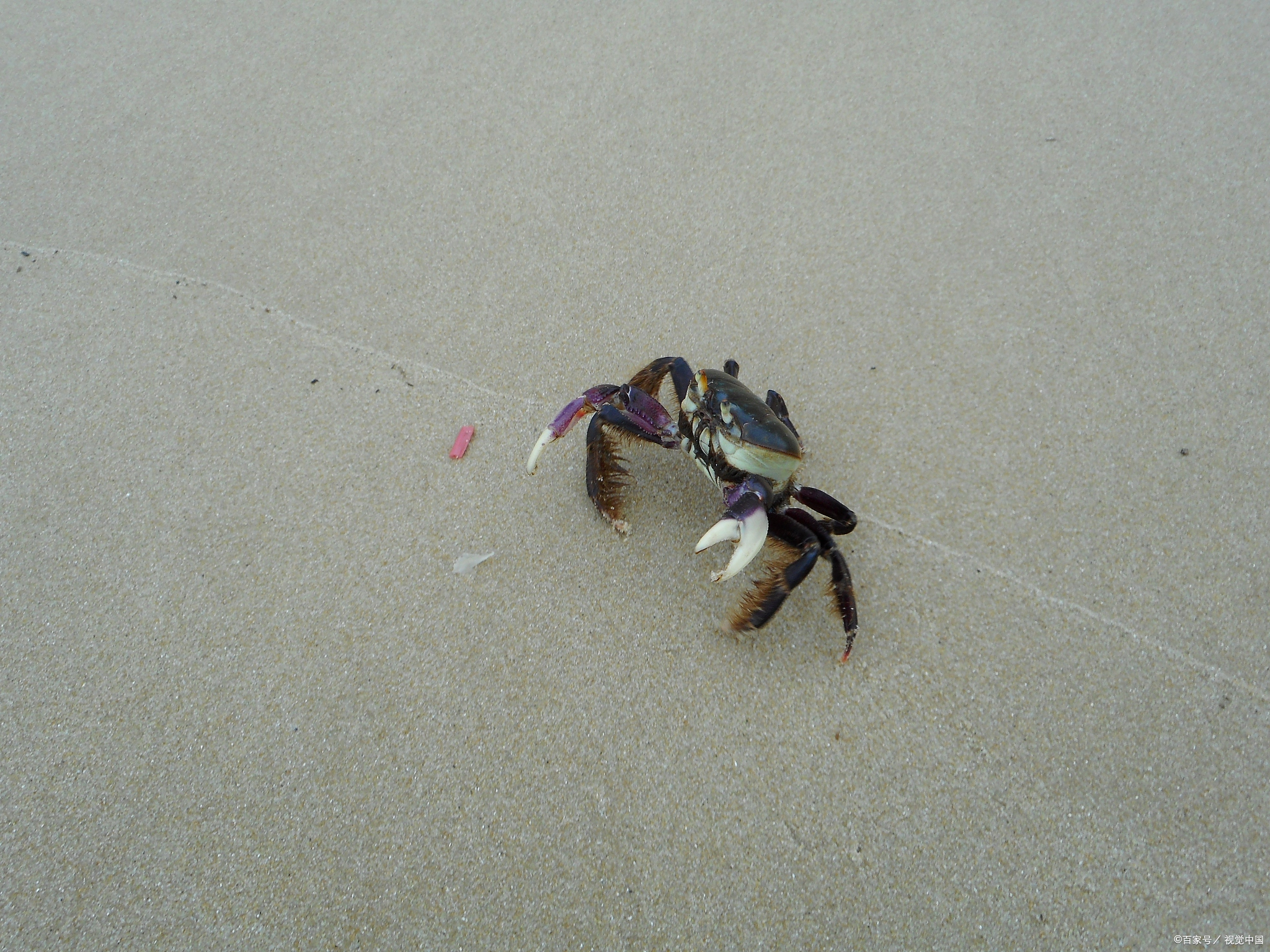 我们总是看见螃蟹横着走,就是这个缘故.