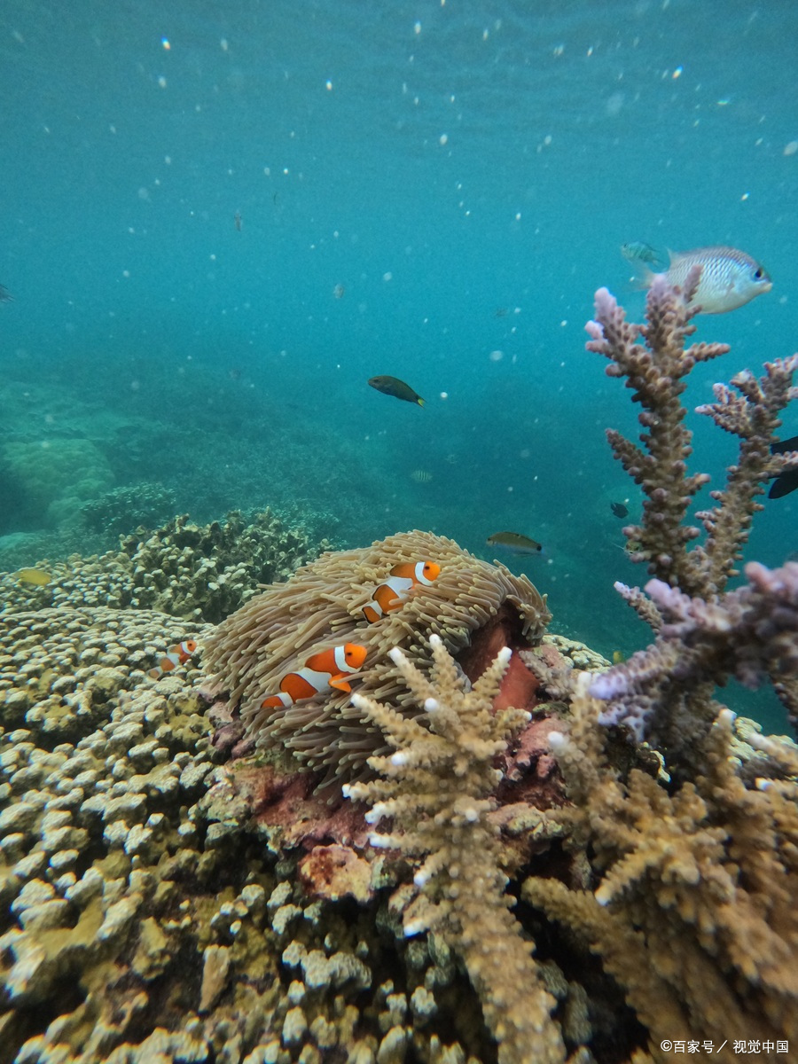 三亚珊瑚礁国家级自然保护区,保护完好的海底世界!