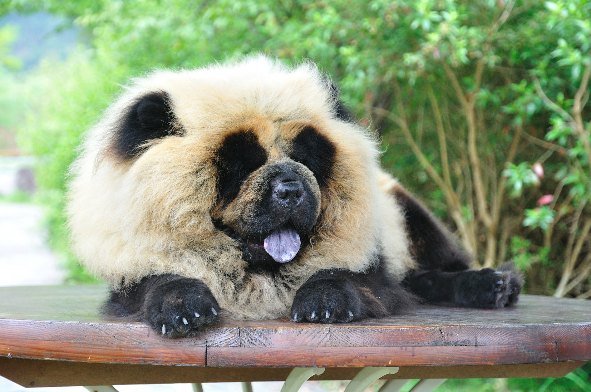 熊猫犬与动物园经济发展  9498近日,江苏泰州动物园的熊猫犬火爆