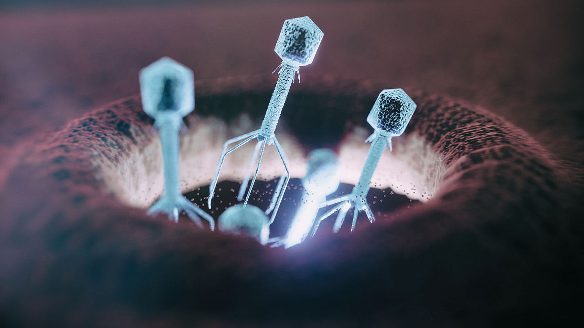 噬菌体选择性地靶向并感染它们的细菌宿主,并劫持细胞机器,最终导致