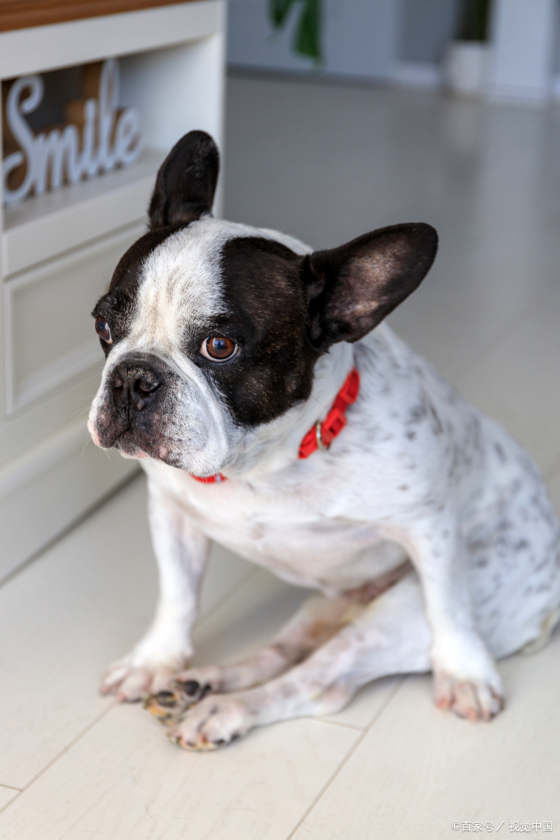 最不忠心的五种狗?你知道吗?