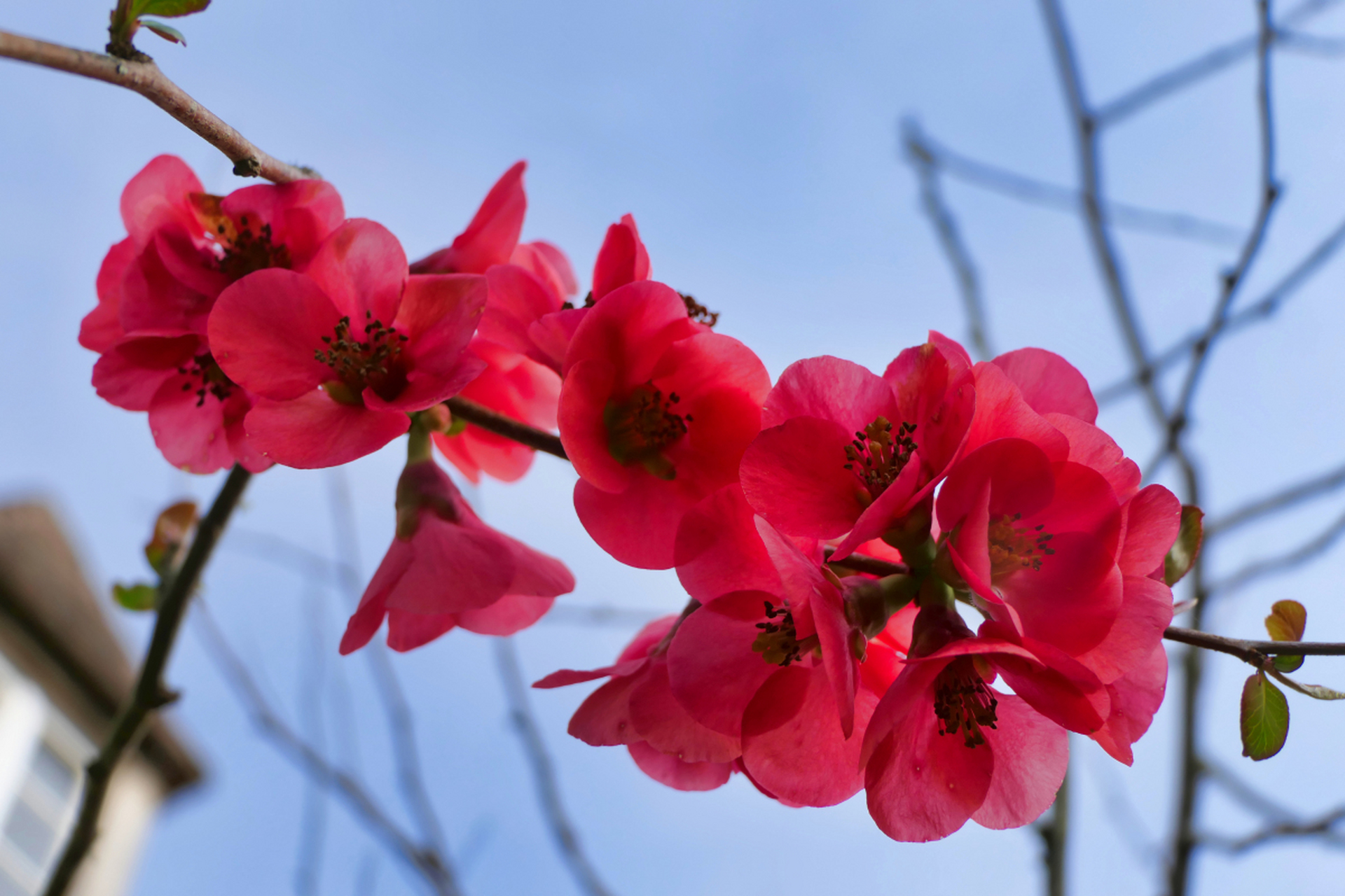 海棠花是蔷薇科植物,花朵形态优美,色彩艳丽,寓意纯洁,美丽和永恒的