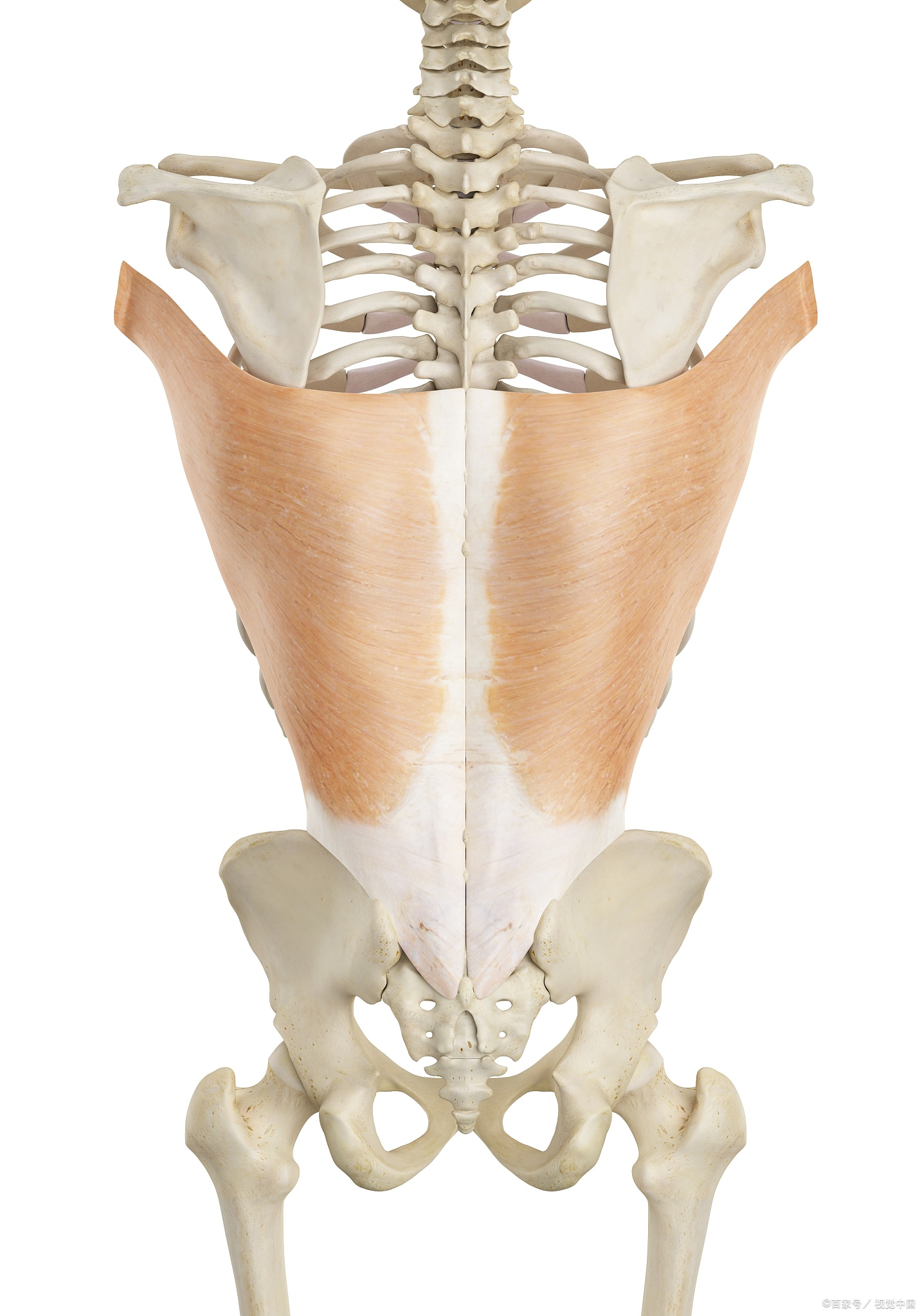 尾巴骨,医学上称为尾骨,是人体脊柱的最末端部分