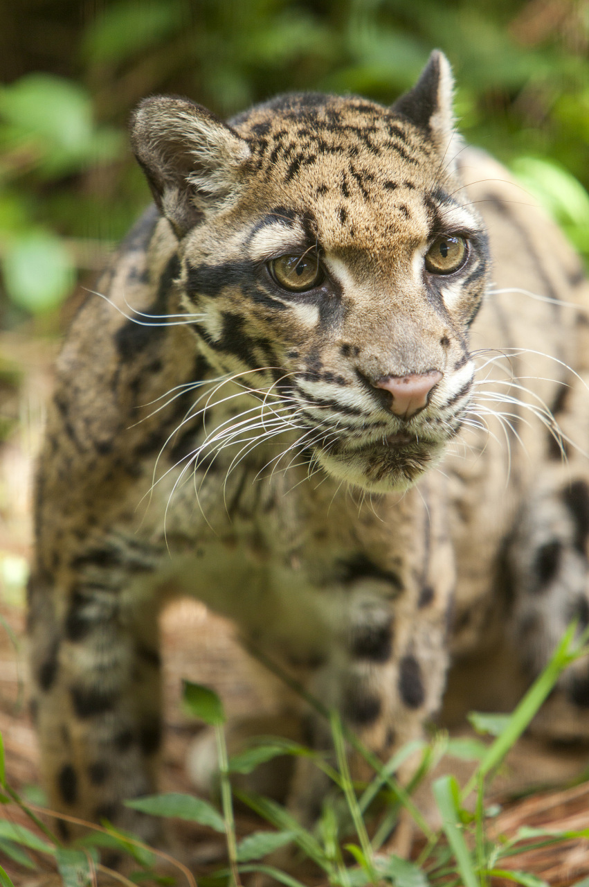 云豹为何被称为小剑齿虎#  云豹(学名:neofelis nebulosa)之所以被称