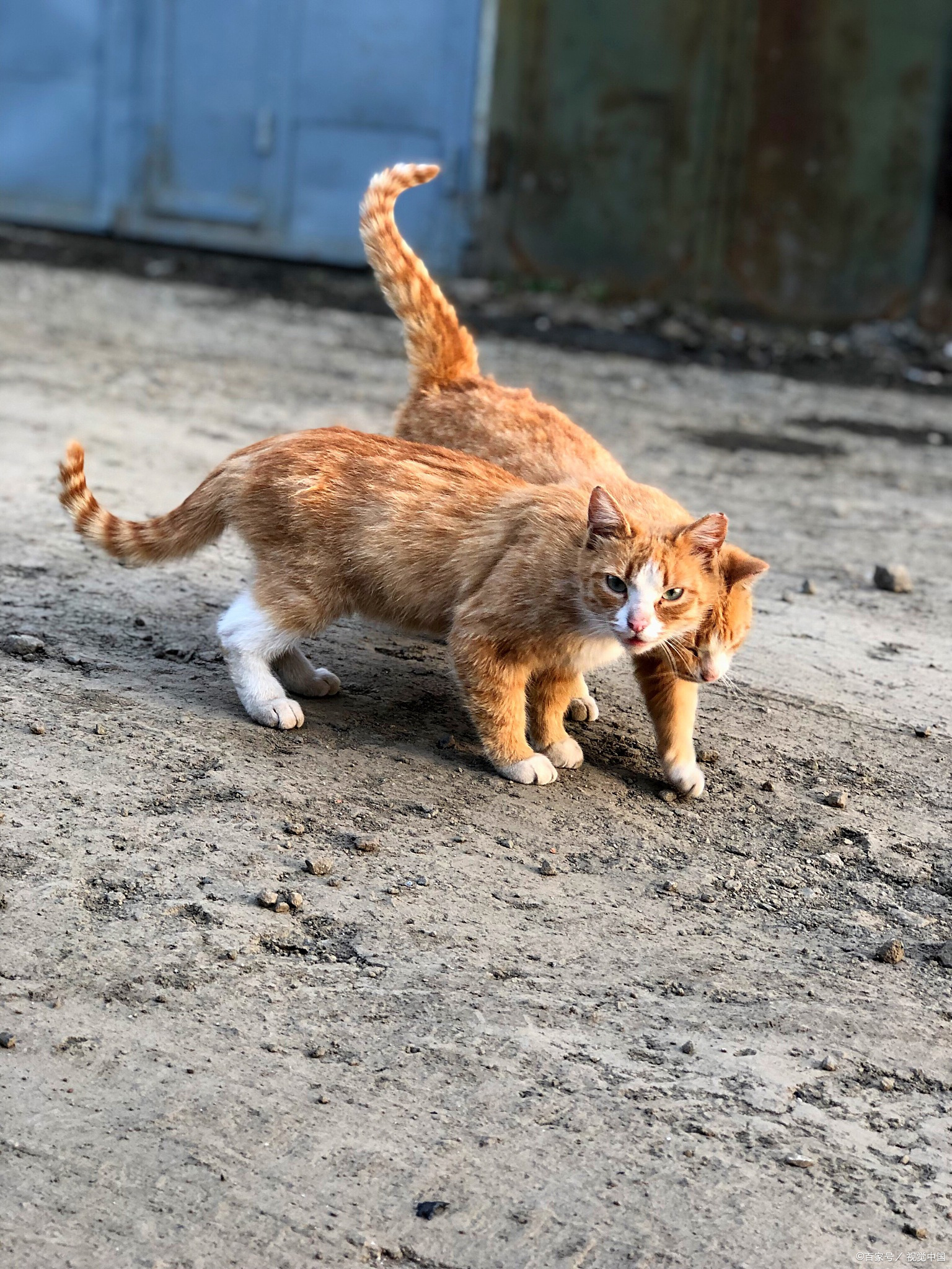 猫的突然跳跃和奔跑是它们天生的捕猎本能的体现