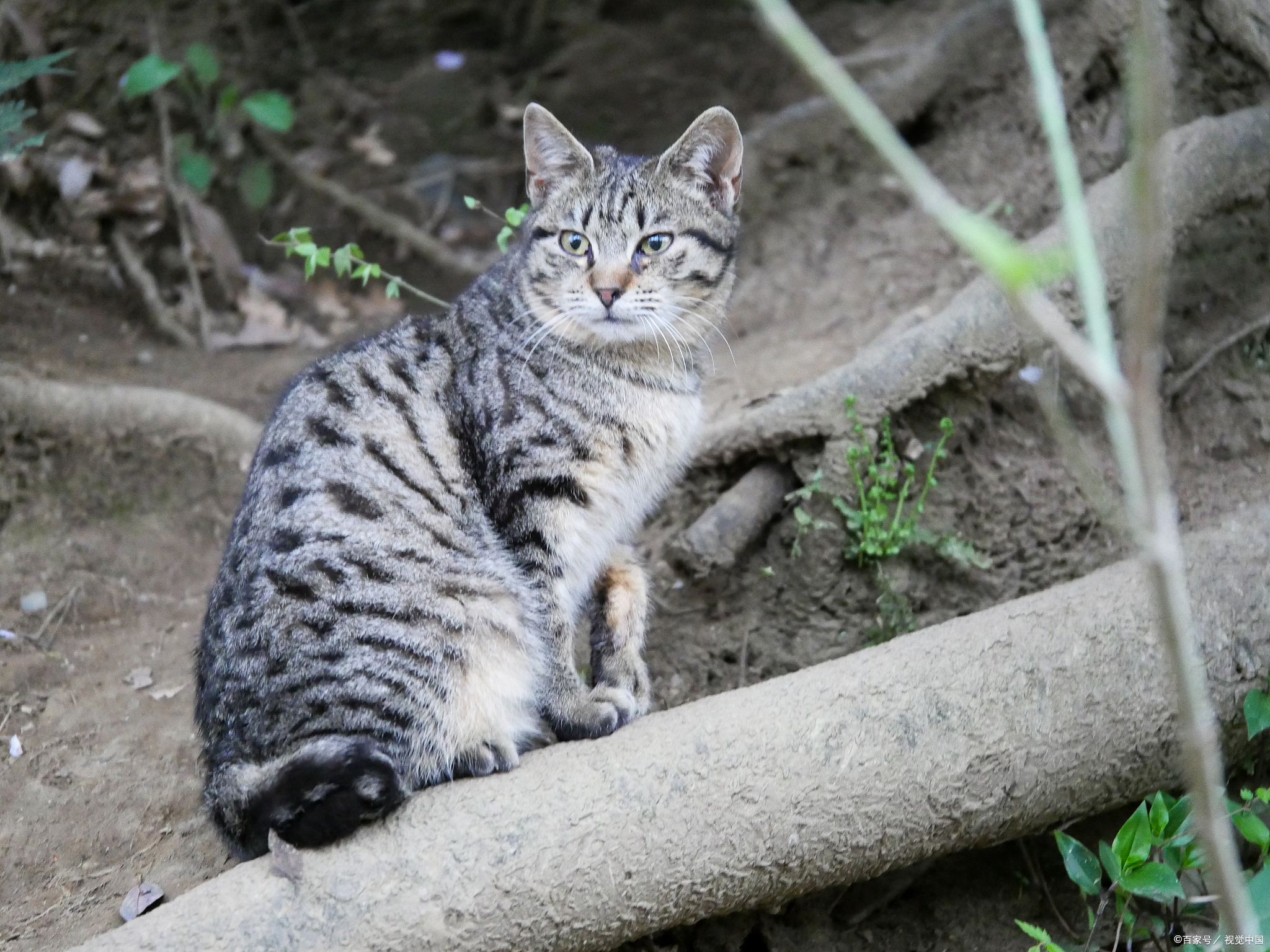 越来越多的人选择养一只猫咪作为家庭的一员,而狸花猫作为中国传统名