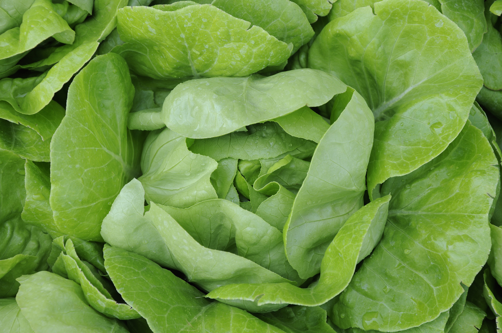 绍菜的功效和作用	绍菜一般是指青麻叶,通常有美容养颜,增强免疫力