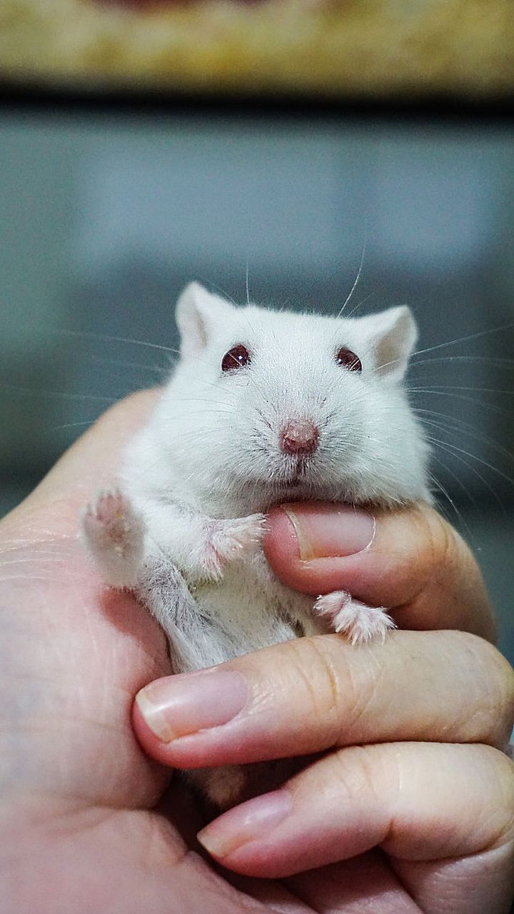 银狐仓鼠是一种活泼可爱的宠物,但是要让它们亲近你并不是一件容易的