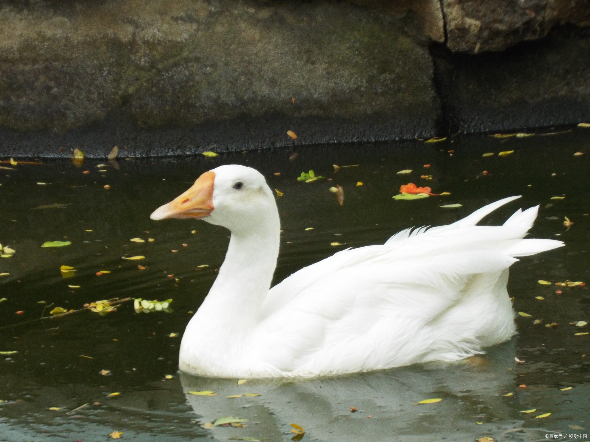 鹅其实是一种非常社交的鸟类,它们喜欢成群结队地生活,就像我们人类一