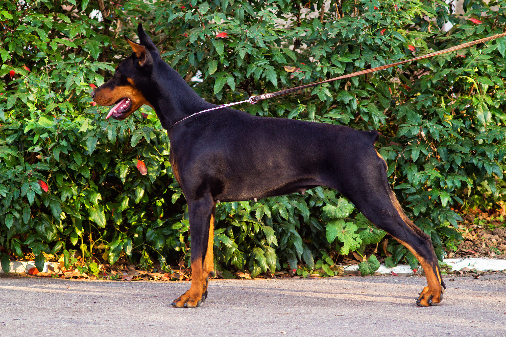 杜宾犬是中等体型的犬种,聪明,勇敢,忠诚,起源于德国