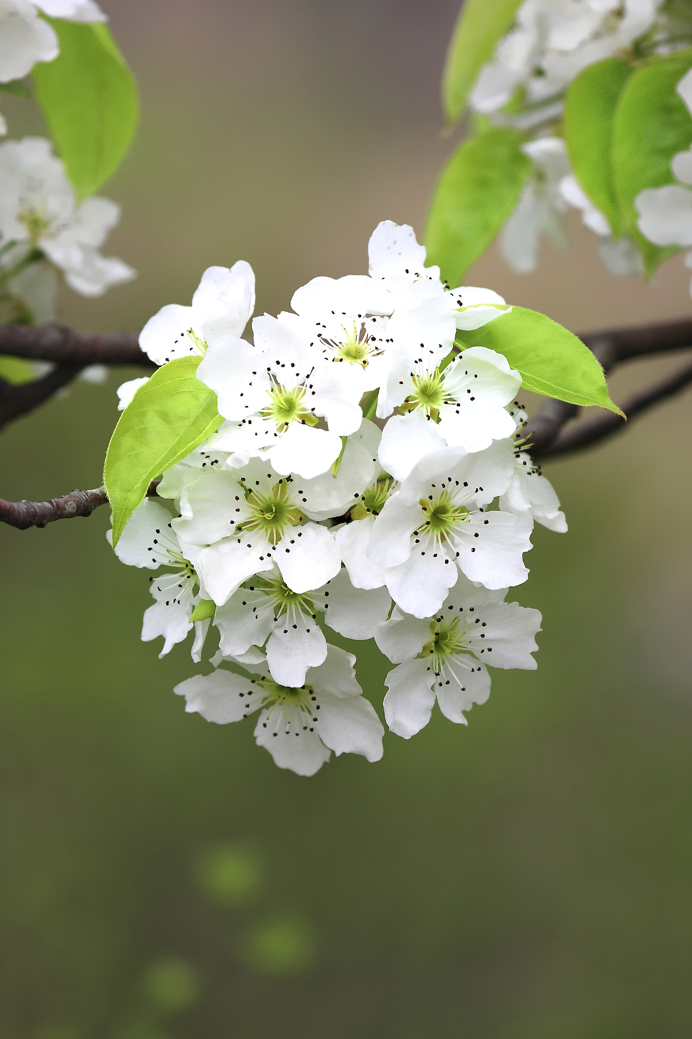 "春分已至,三月梨花如雪绽放,漫步林间,花香袭人,心绪也随之轻盈起来.