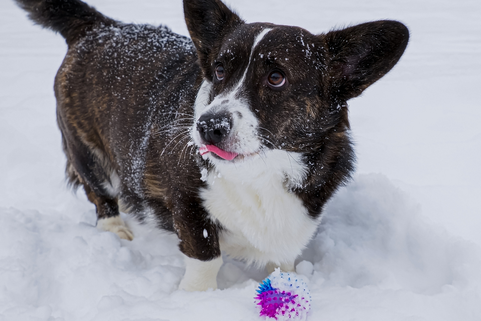 柯基犬,学名为威尔士柯基犬,是一种小型牧羊犬,原产于英国威尔士.