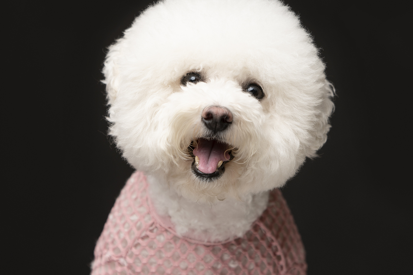  比熊头比熊壁纸电脑电脑桌面高清壁纸 比熊比熊电脑壁纸高清比熊电脑