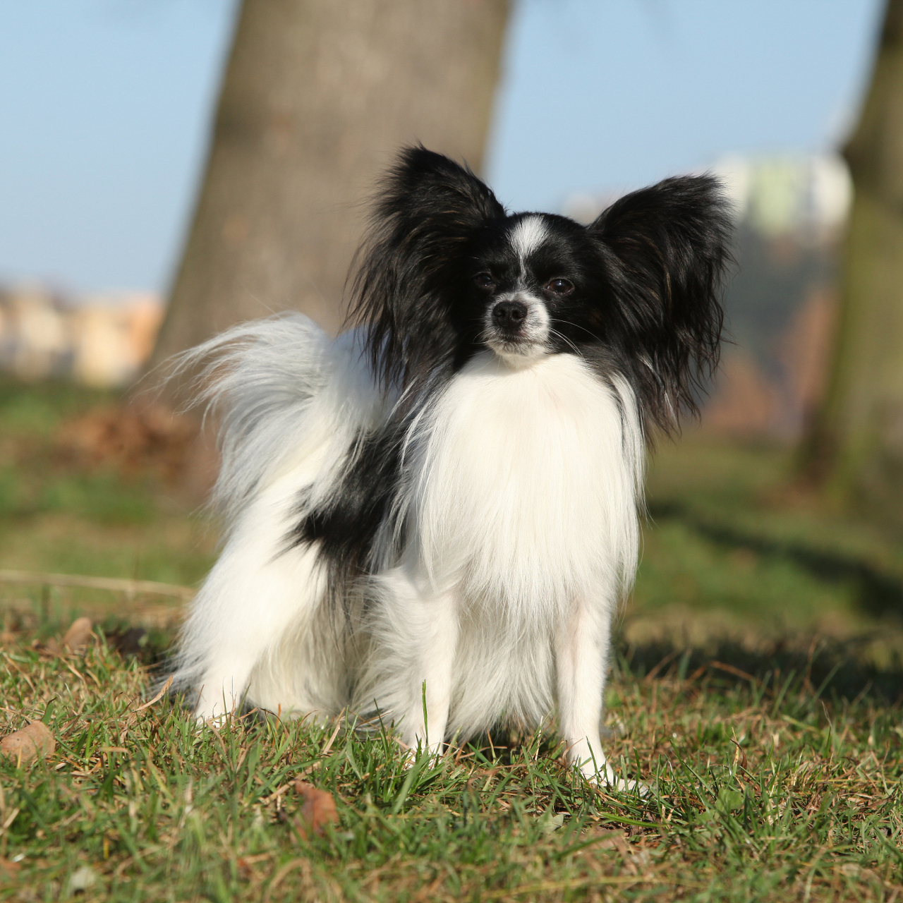 蝴蝶犬,又称日本蝴蝶犬或蝶耳犬,是一种迷你型玩具犬,其优美的外购屯