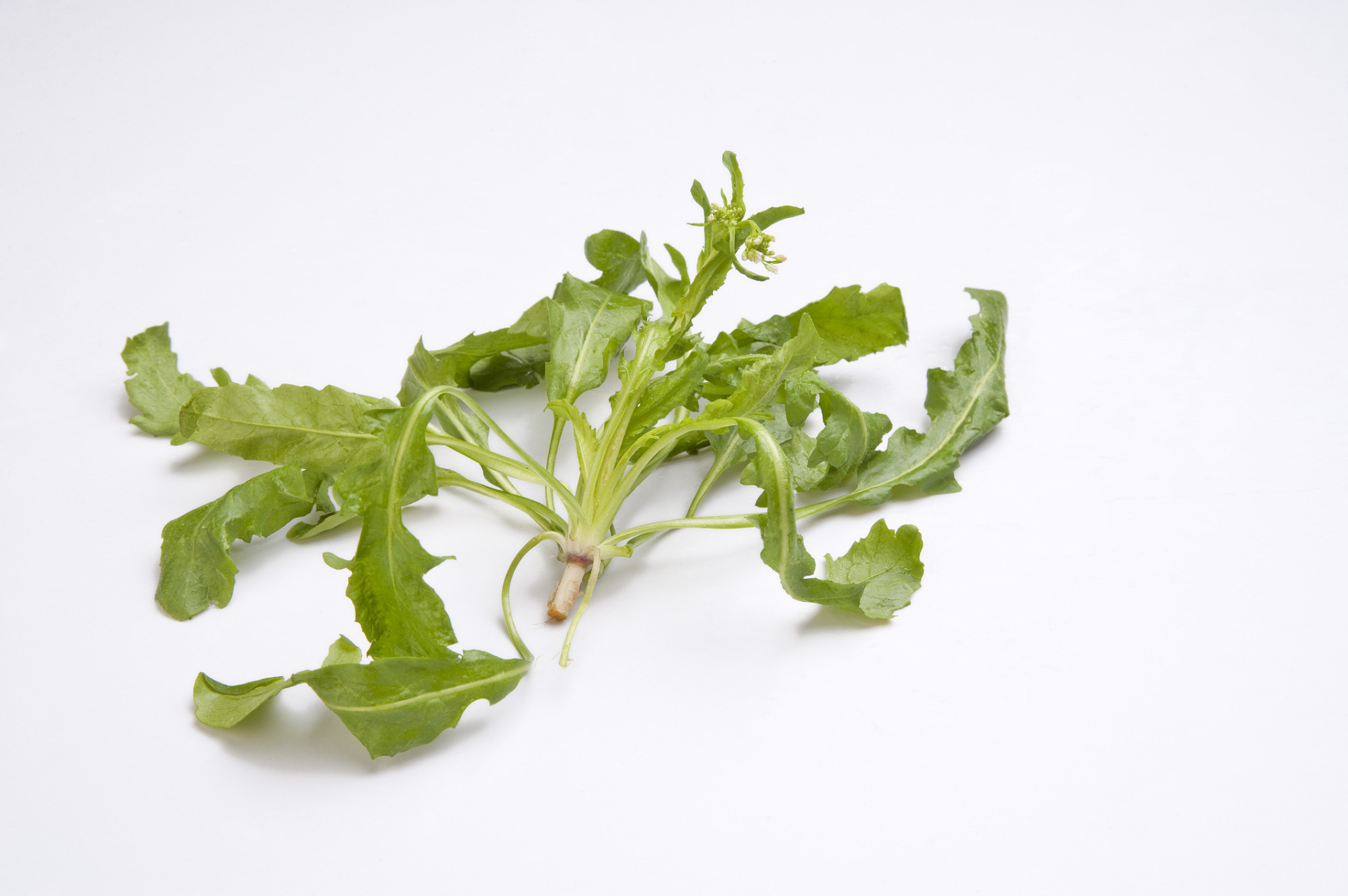 1,豆苗——性清凉,有清肝明目的功效 2,荠菜——解毒平肝,消肿利水  3