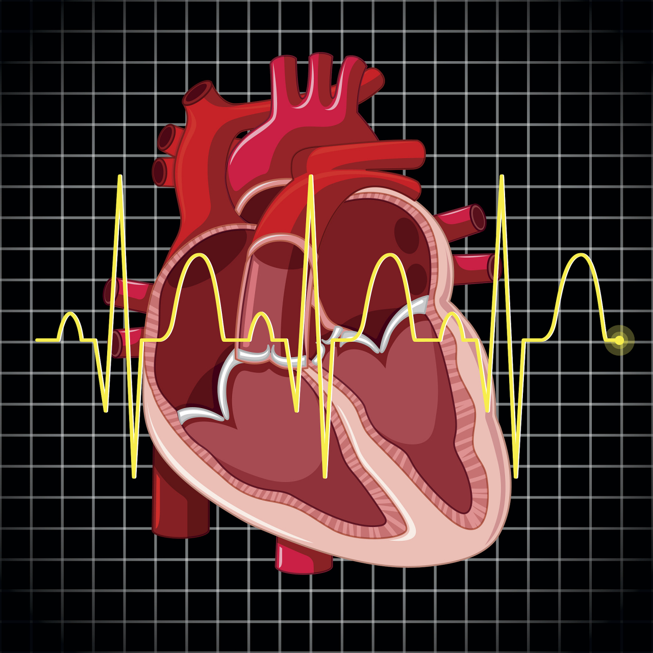 心脏的跳动是有规律的,如果突然提前跳动,就被称为"早搏"(过早搏动).