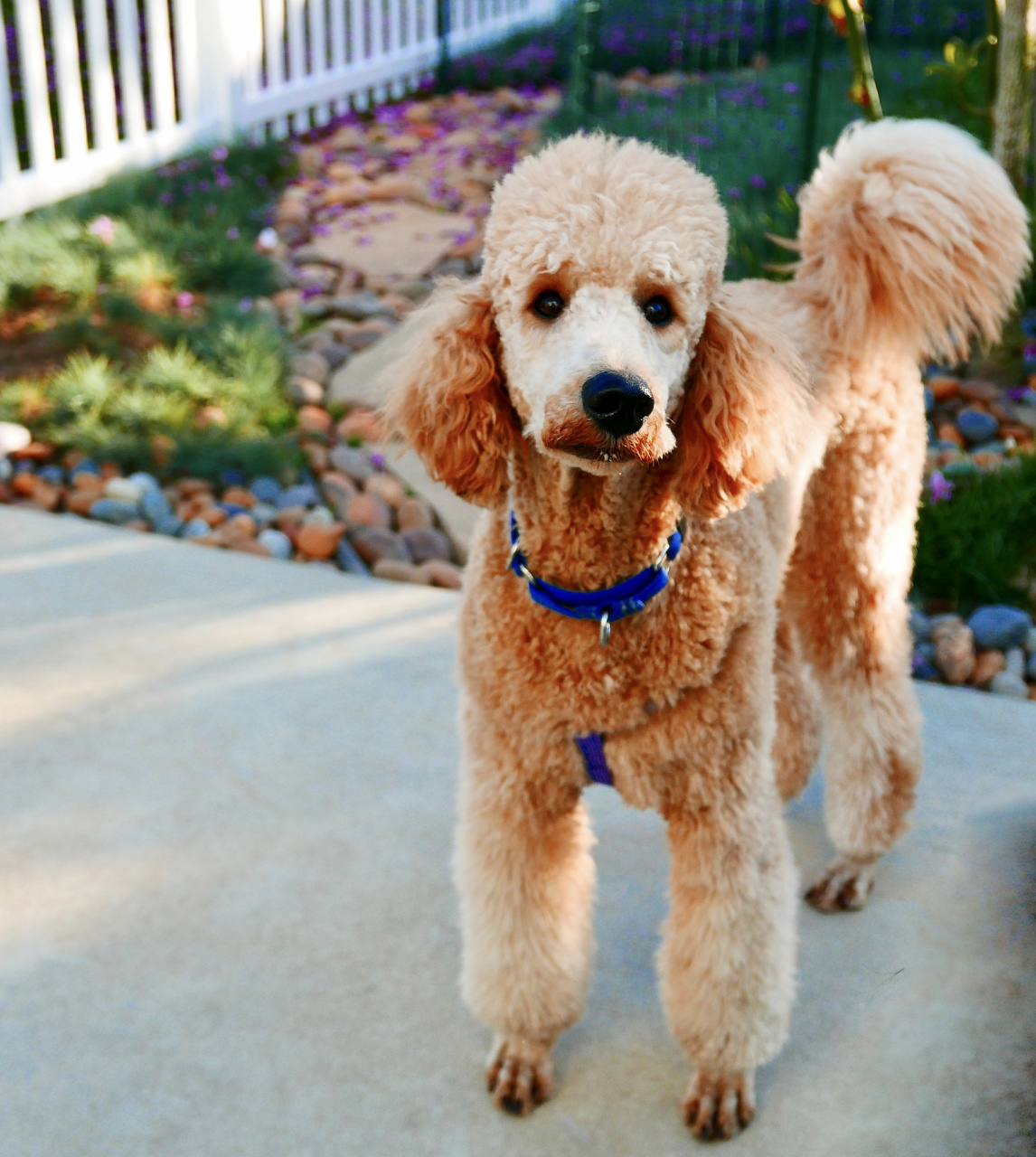 因此,香槟色泰迪长大后往往具有很高的观赏价值.#国足晋级18强赛