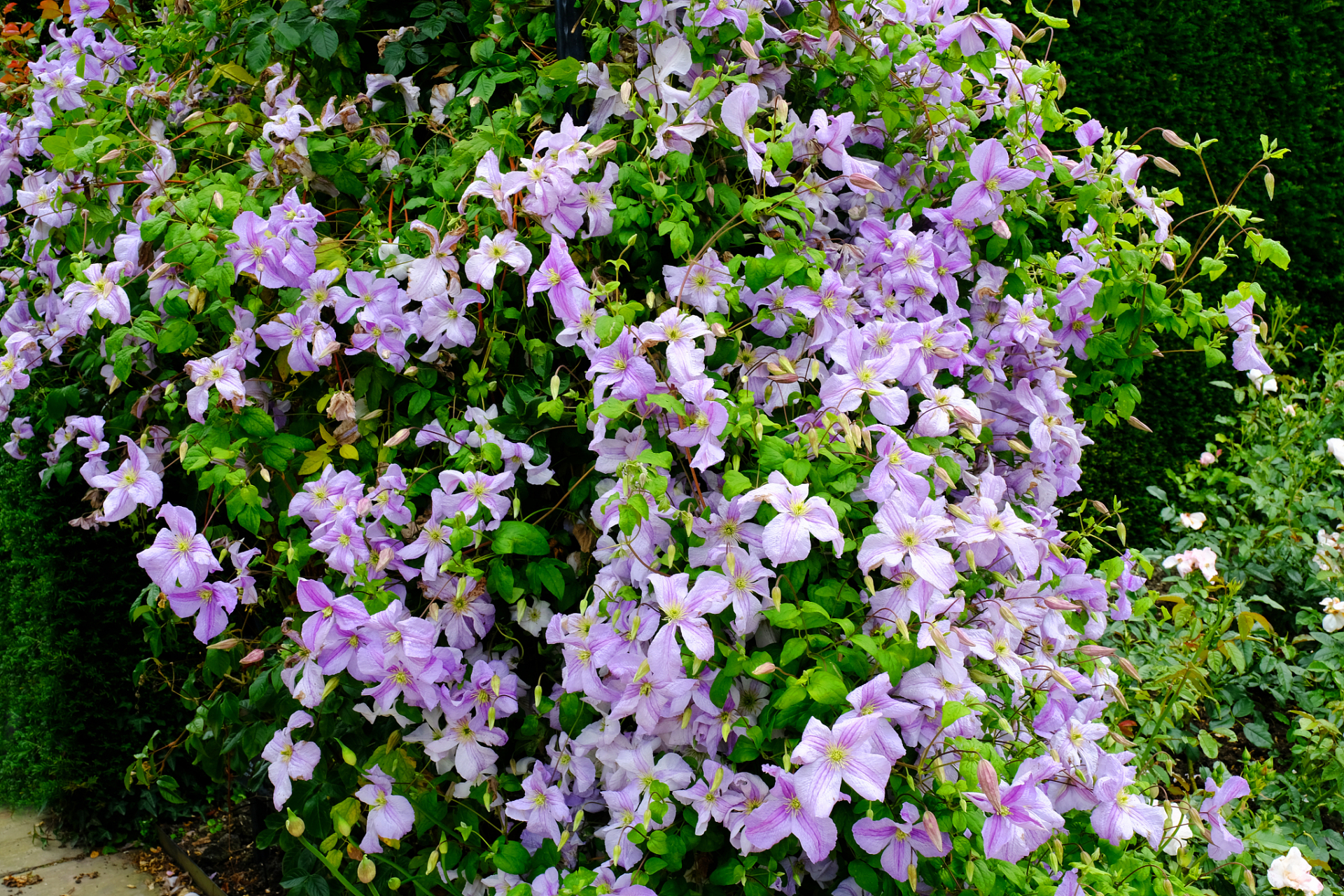 铁线莲,一种坚韧而顽强的花朵,她的花语传递着坚持和希望的力量.