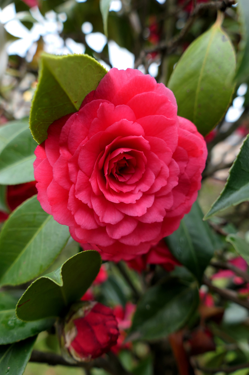 山茶花适合什么季节养殖?  你是否也像我一样喜欢山茶花?
