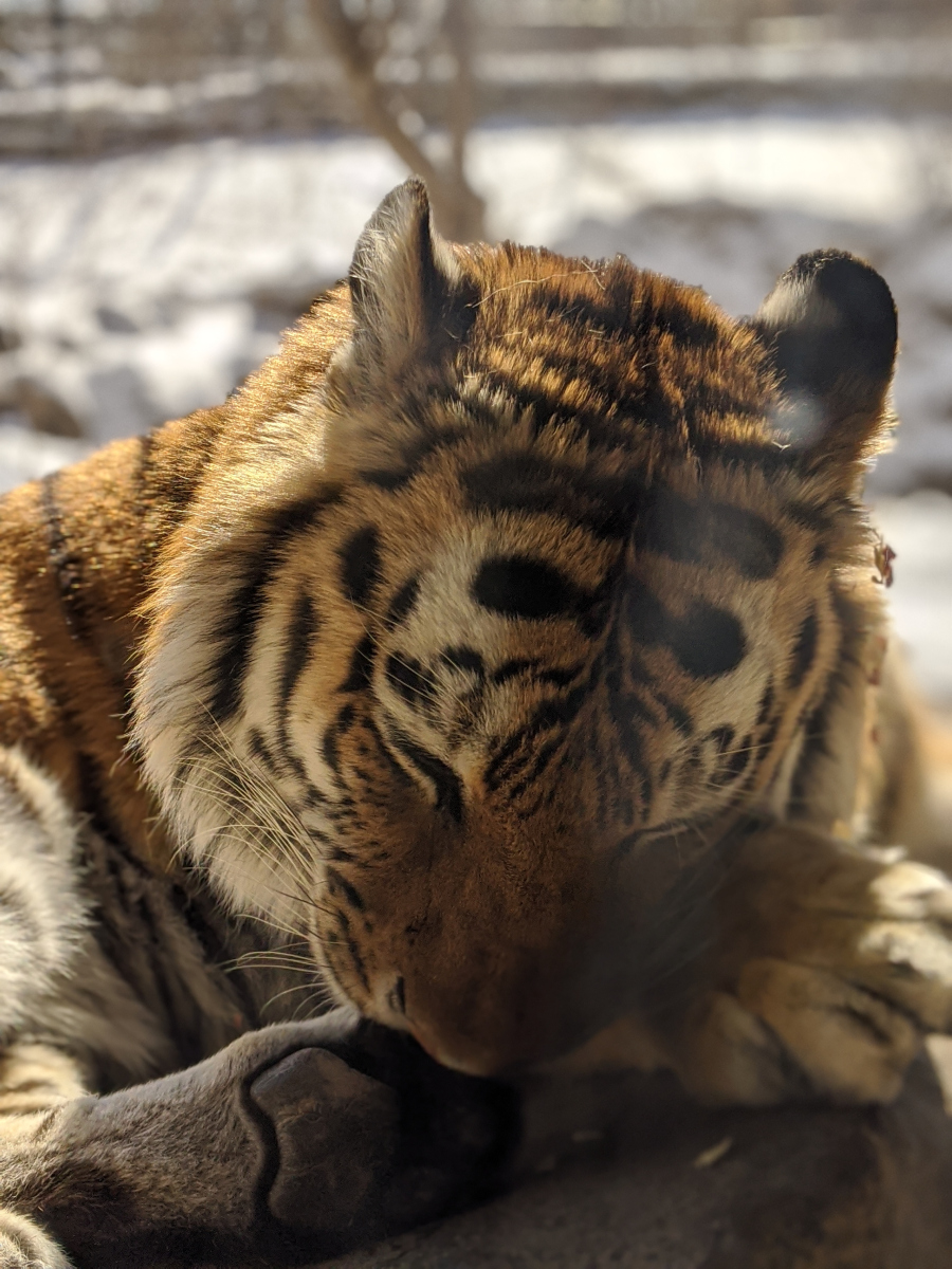东北虎是现存体重最大的肉食性猫科动物,远比其他虎亚种更加强壮和