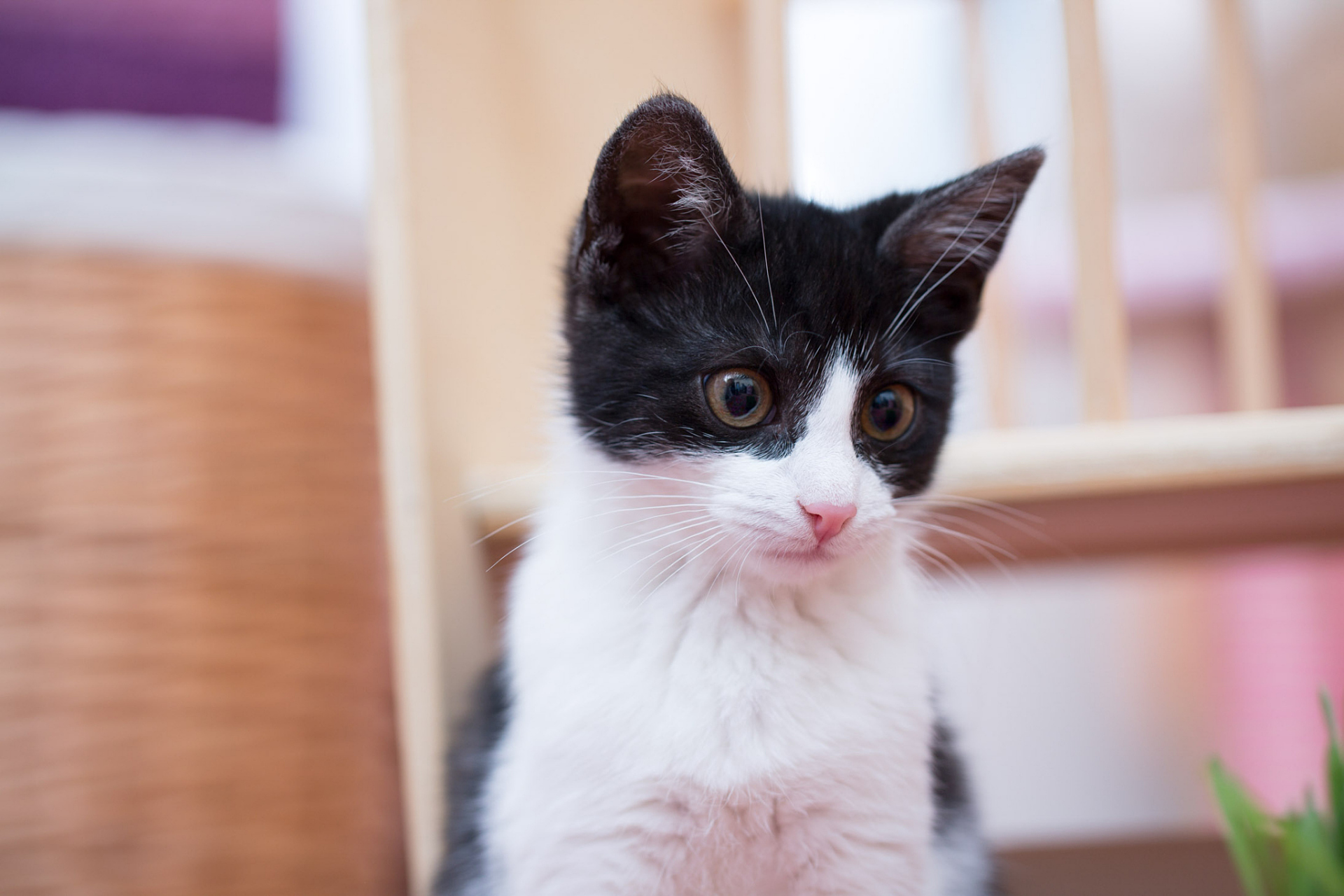 奶牛猫,因其毛色如同牛奶而得名; 通常具有白色的短毛和圆润的身体