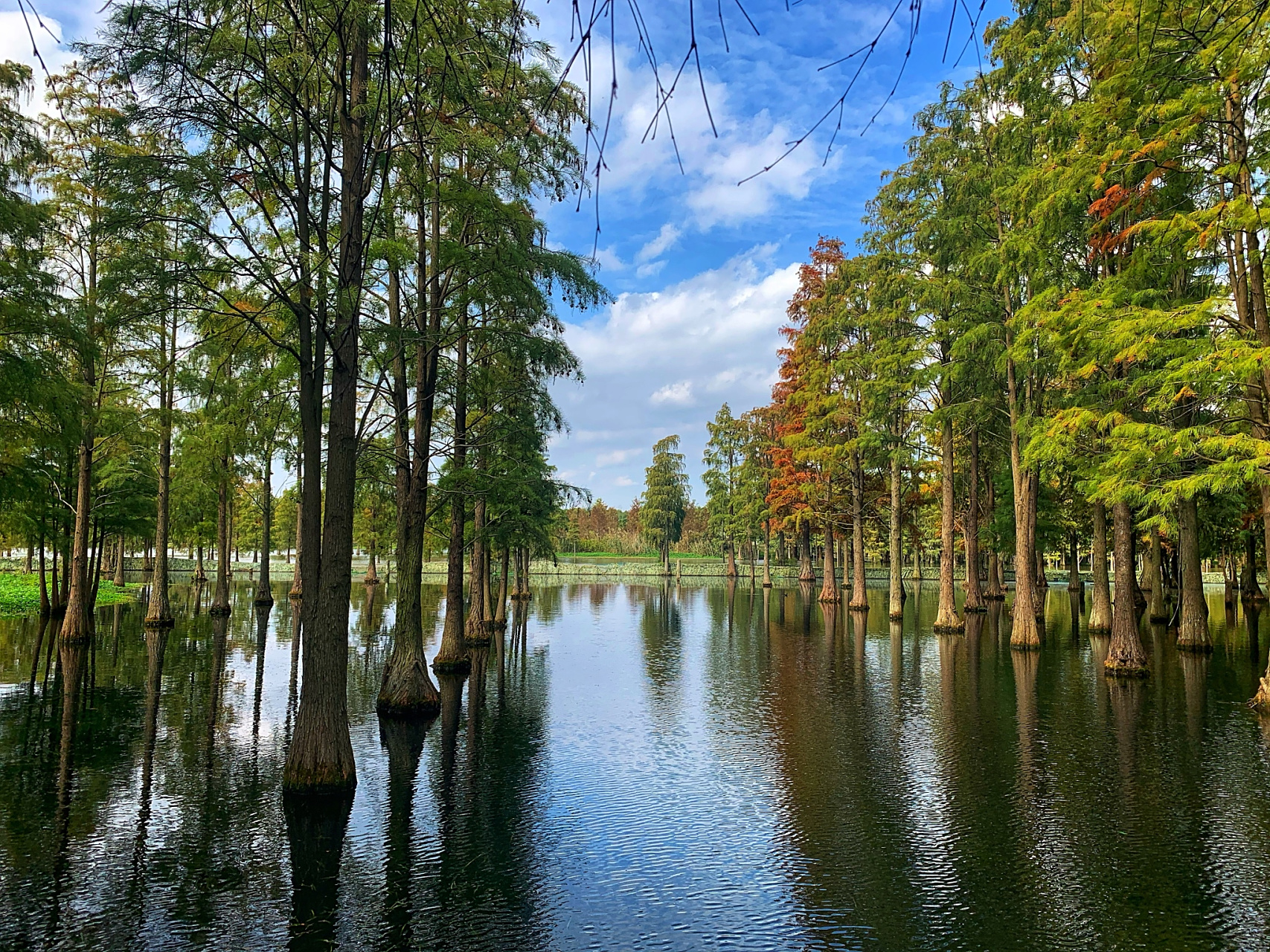 金湖水上森林公园坐落于江苏金湖县涂沟镇唐港,占地1.