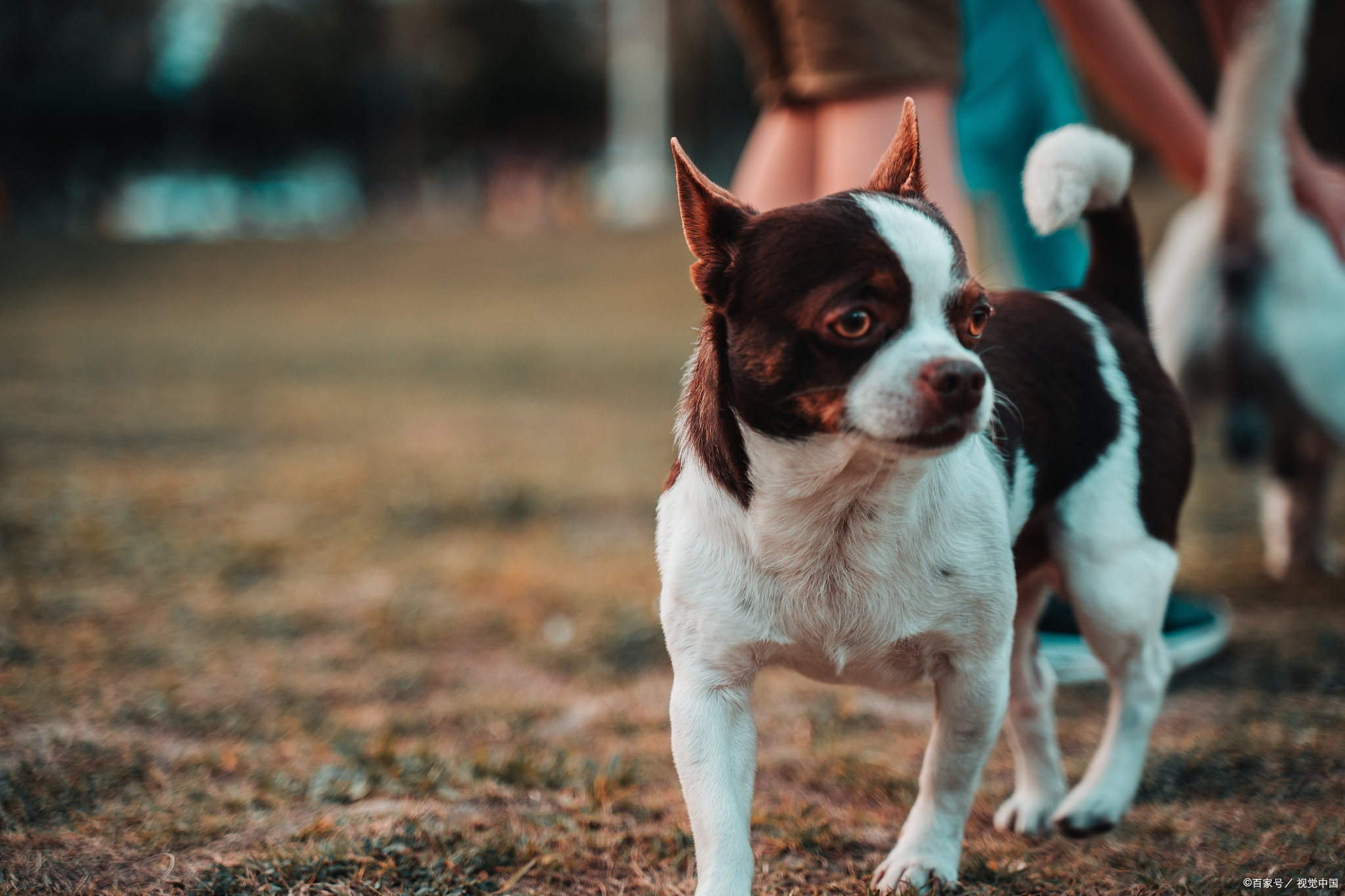 比格犬壁纸图片