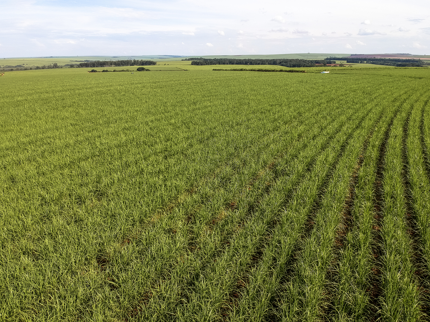 巴西新一季甘蔗产量即将登场,有望创下历史新高!