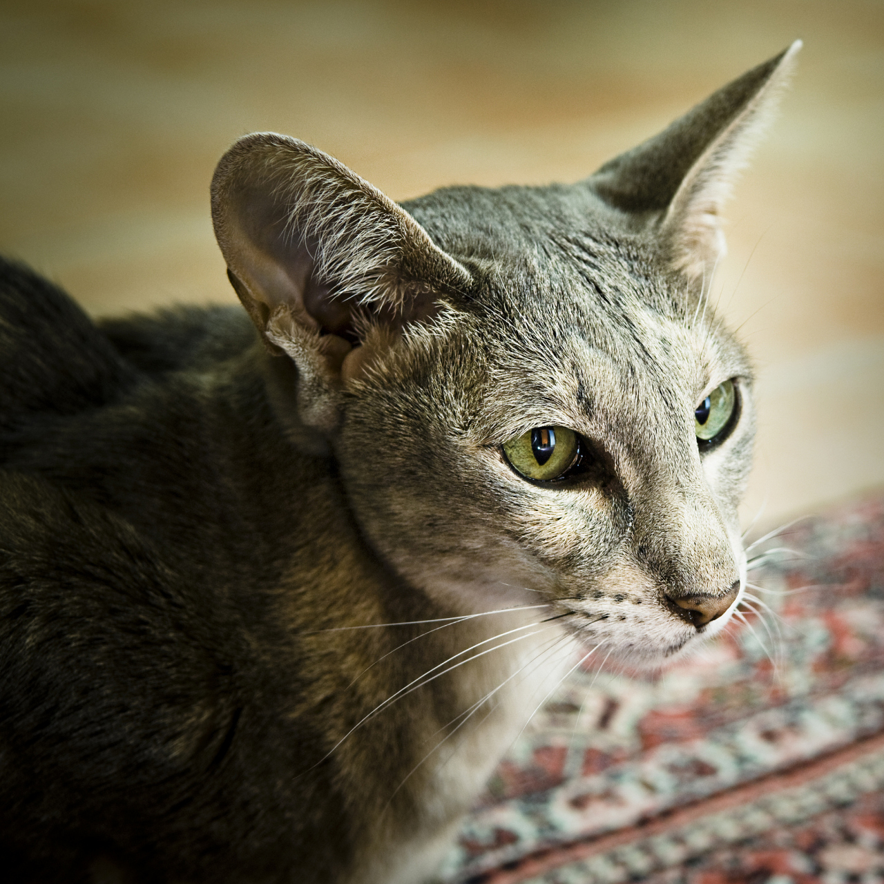 东方猫,又称暹罗猫,是一种著名的小型家猫品种.