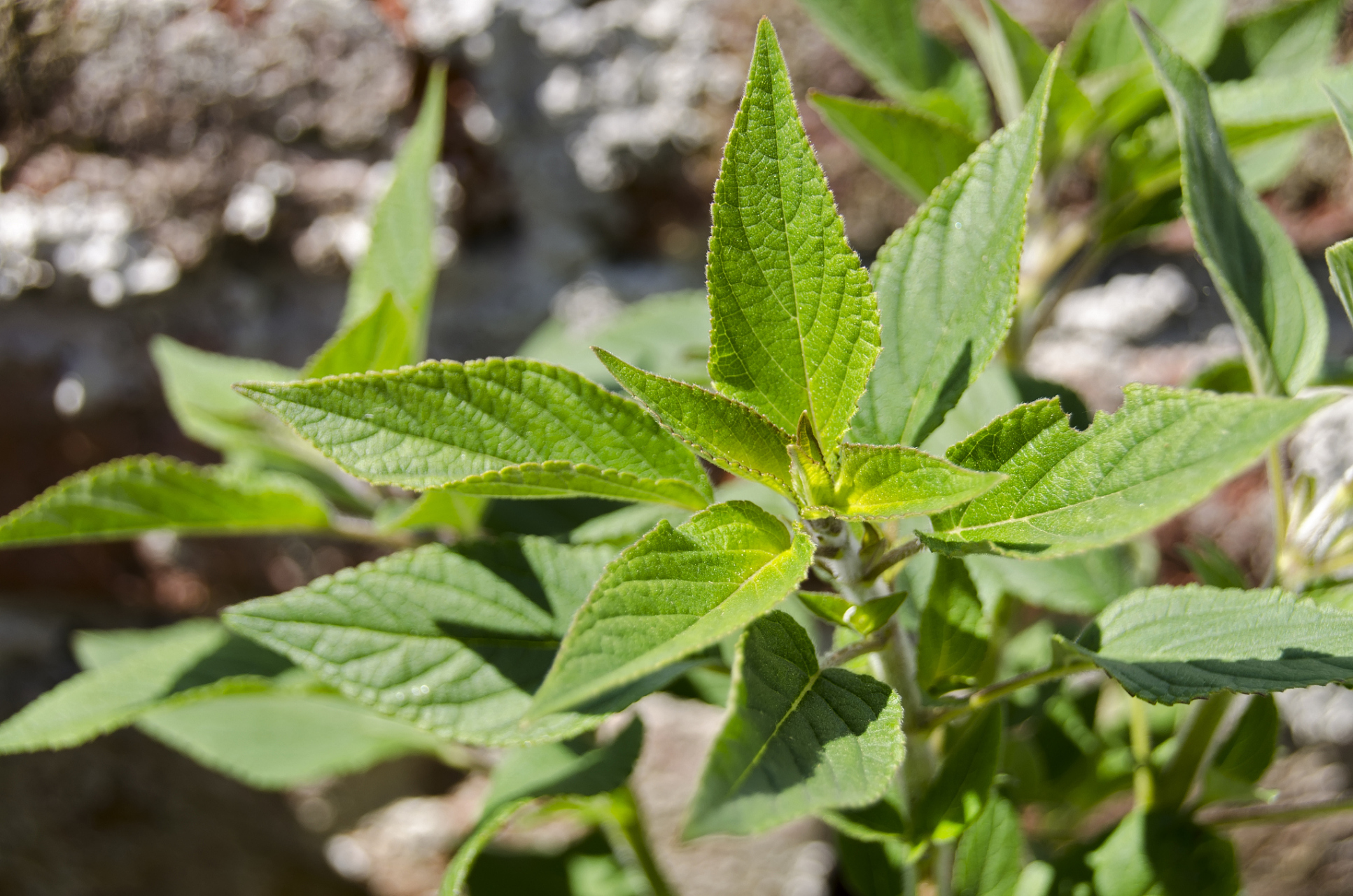 今天,我将带你了解番泻叶的功效与作用,让你重新认识这个看似普通的
