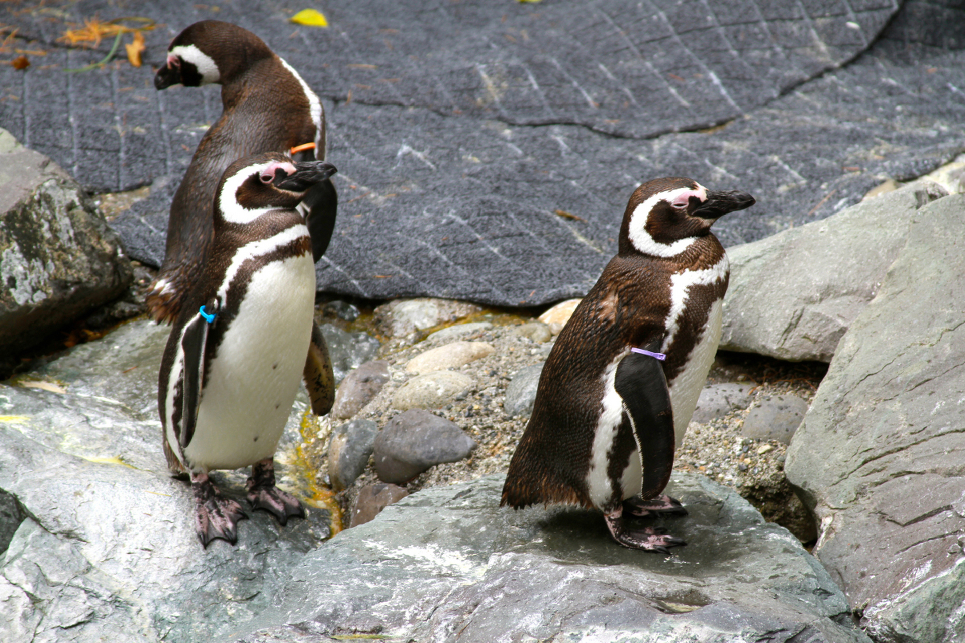 镜头里的春天# 春季游玩大连老虎滩极地馆,春色与企鹅的互动构成了一