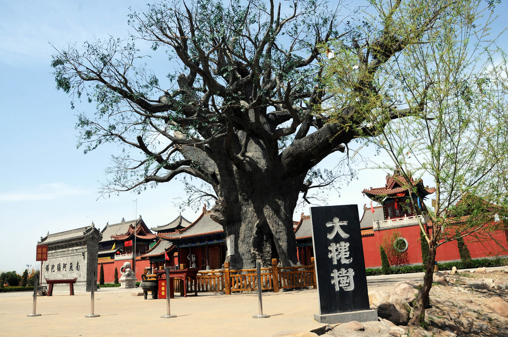 穿越时空的旅行# 洪洞大槐树,位于山西省临汾市洪洞县城北二公里的贾