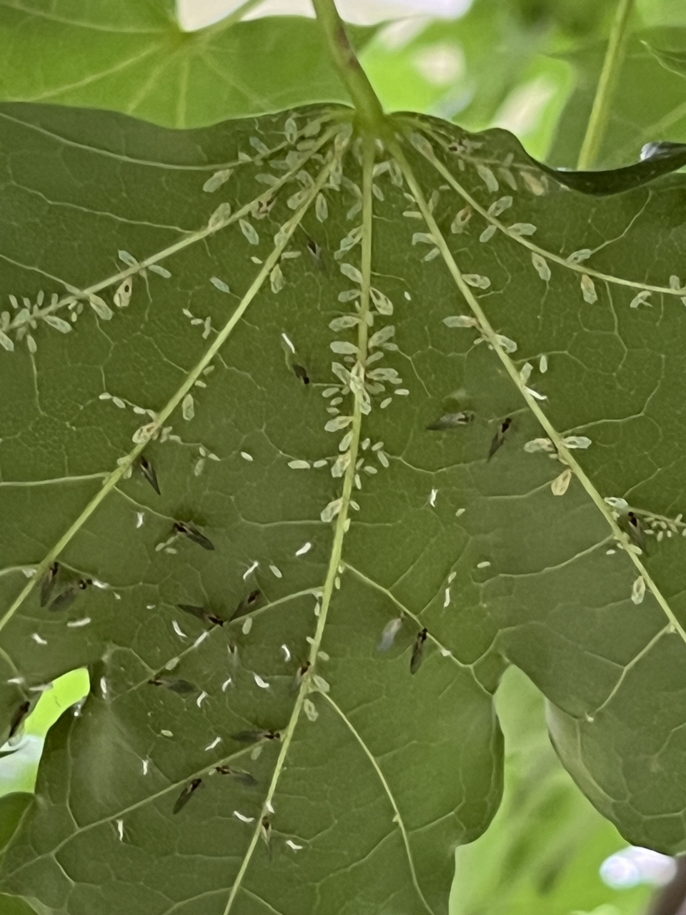 今天分享一个配方专门对付白粉虱,蓟马,蚜虫,种植户一定要点赞加关注.