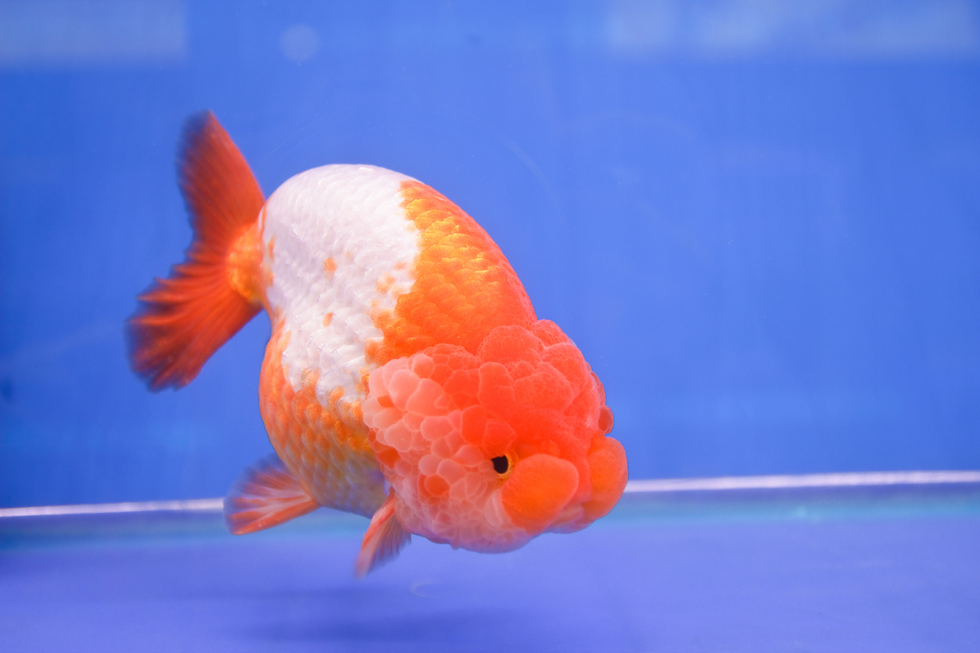 兰寿金鱼的历史可以追溯到中国的古代,历经几百年的发展,已经成为世界