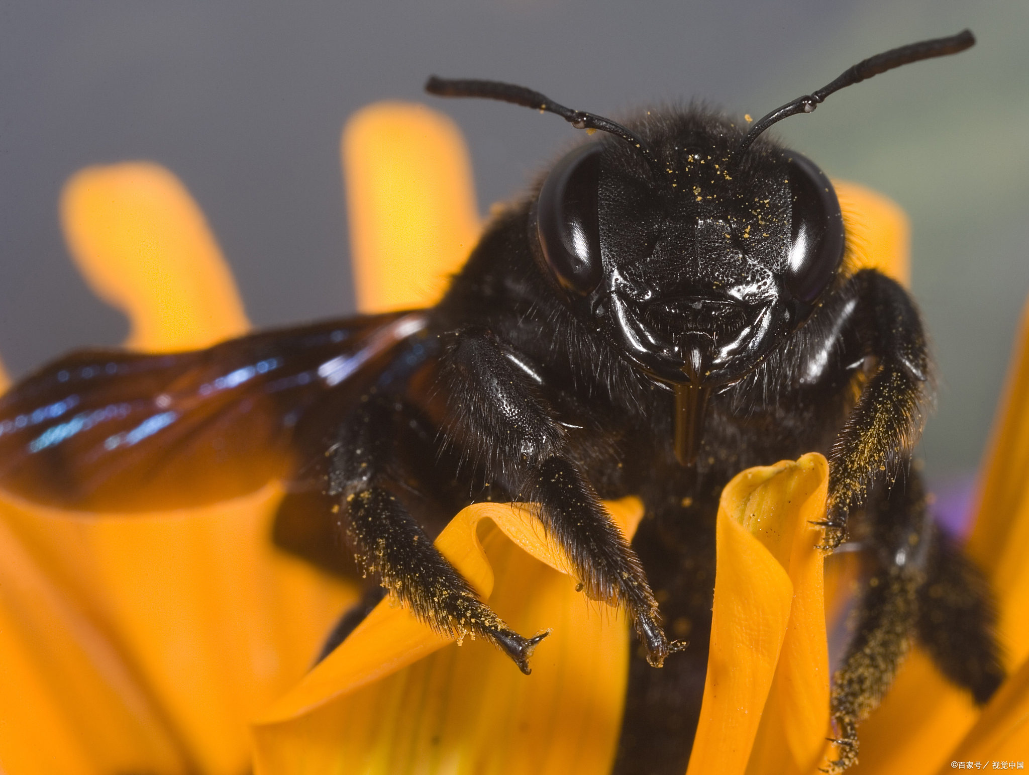 优质创作者专属激励活动# 你不知道的蜜蜂知识 蜜蜂是世界上最常见的