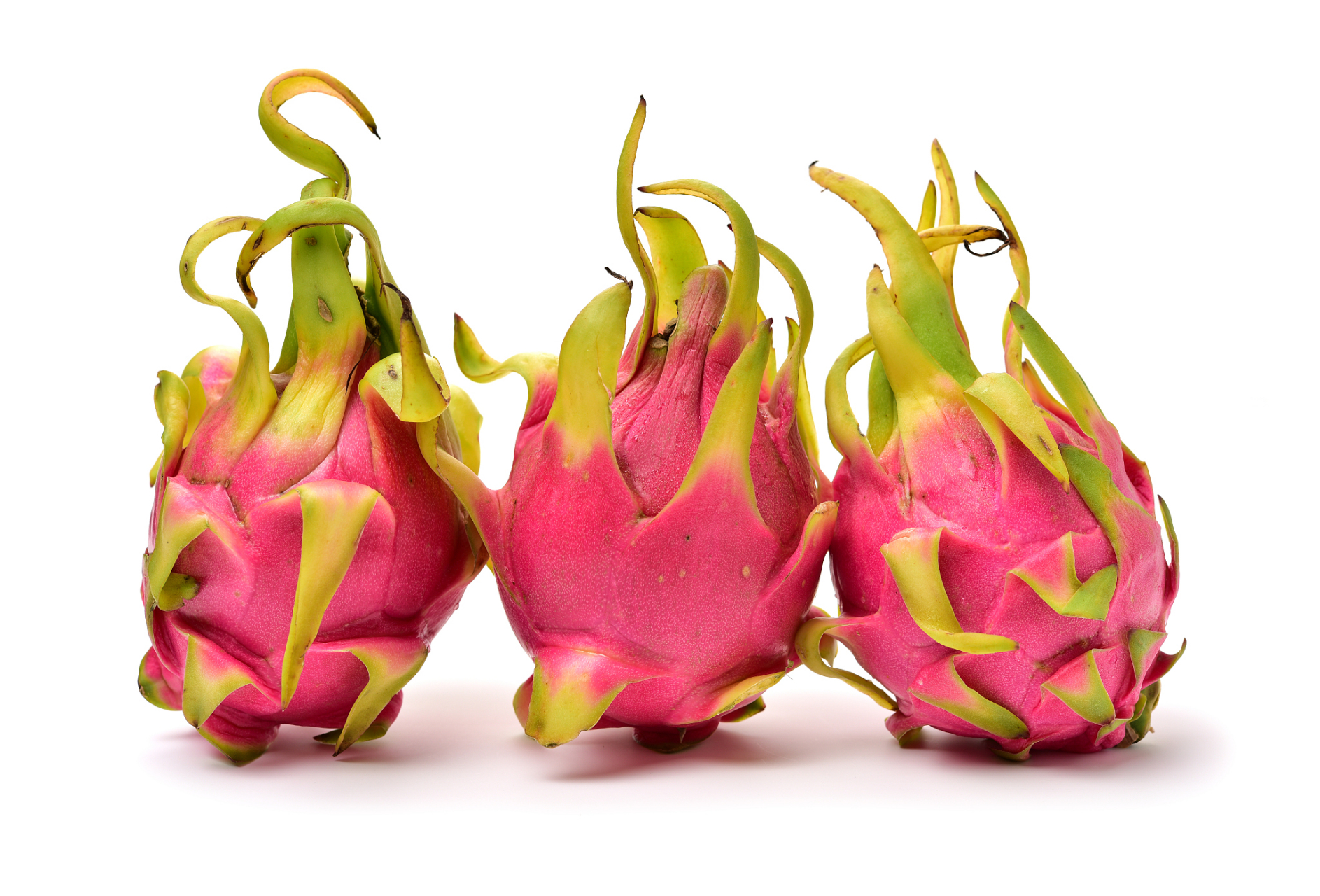 火龙果是适合阳台盆栽的多年生攀缘肉质灌木,需要选择