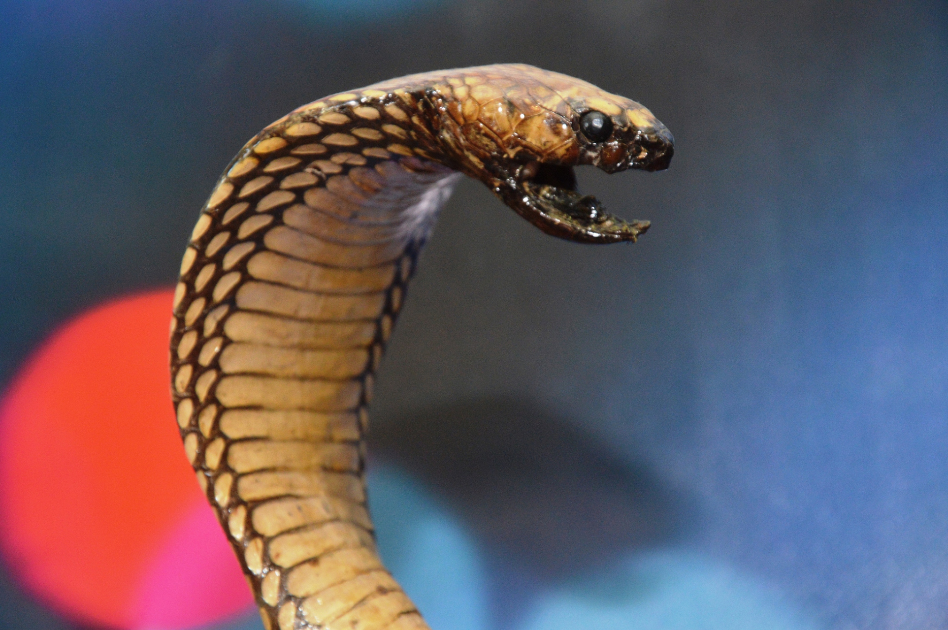 眼镜蛇  眼镜蛇,作为一种广为人知的毒蛇,凭借其独特的外形和危险的