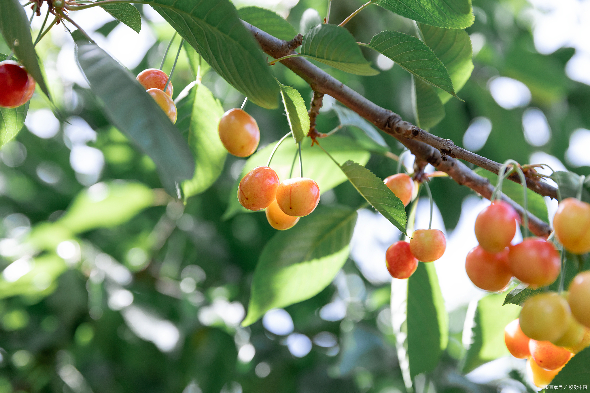 樱桃怎么传播种子的?这几种方法简单