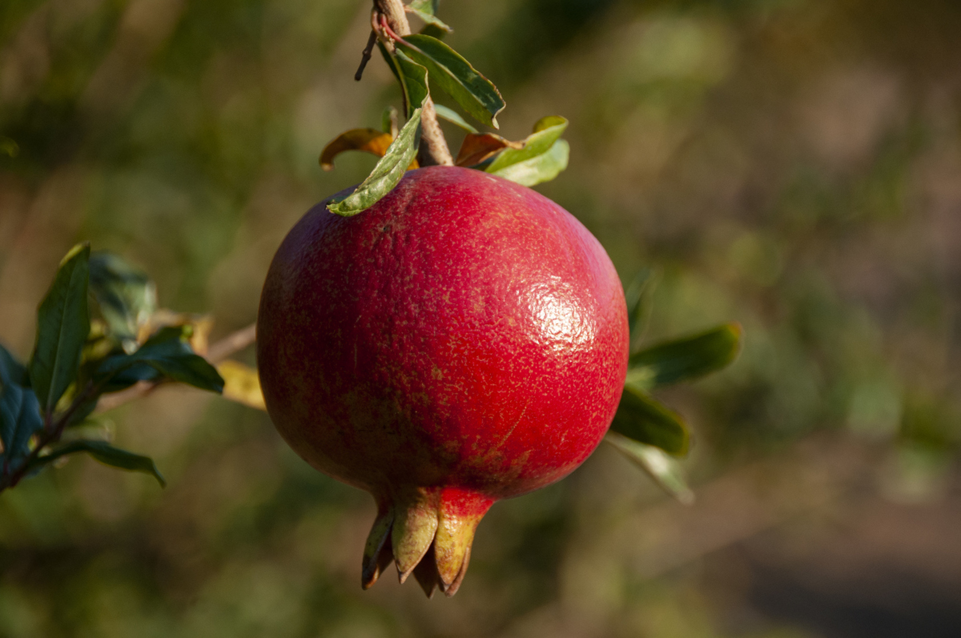 石榴是一种营养丰富,口感鲜美的水果,具有较高的观赏价值和经济价值.